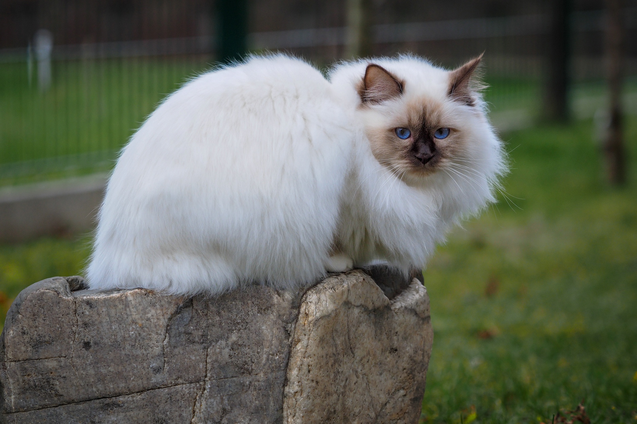 The kitten park. Невская маскарадная кошка. Невская маскарадная кошка белая. Бирманская кошка белая. Белый кот с голубыми глазами.