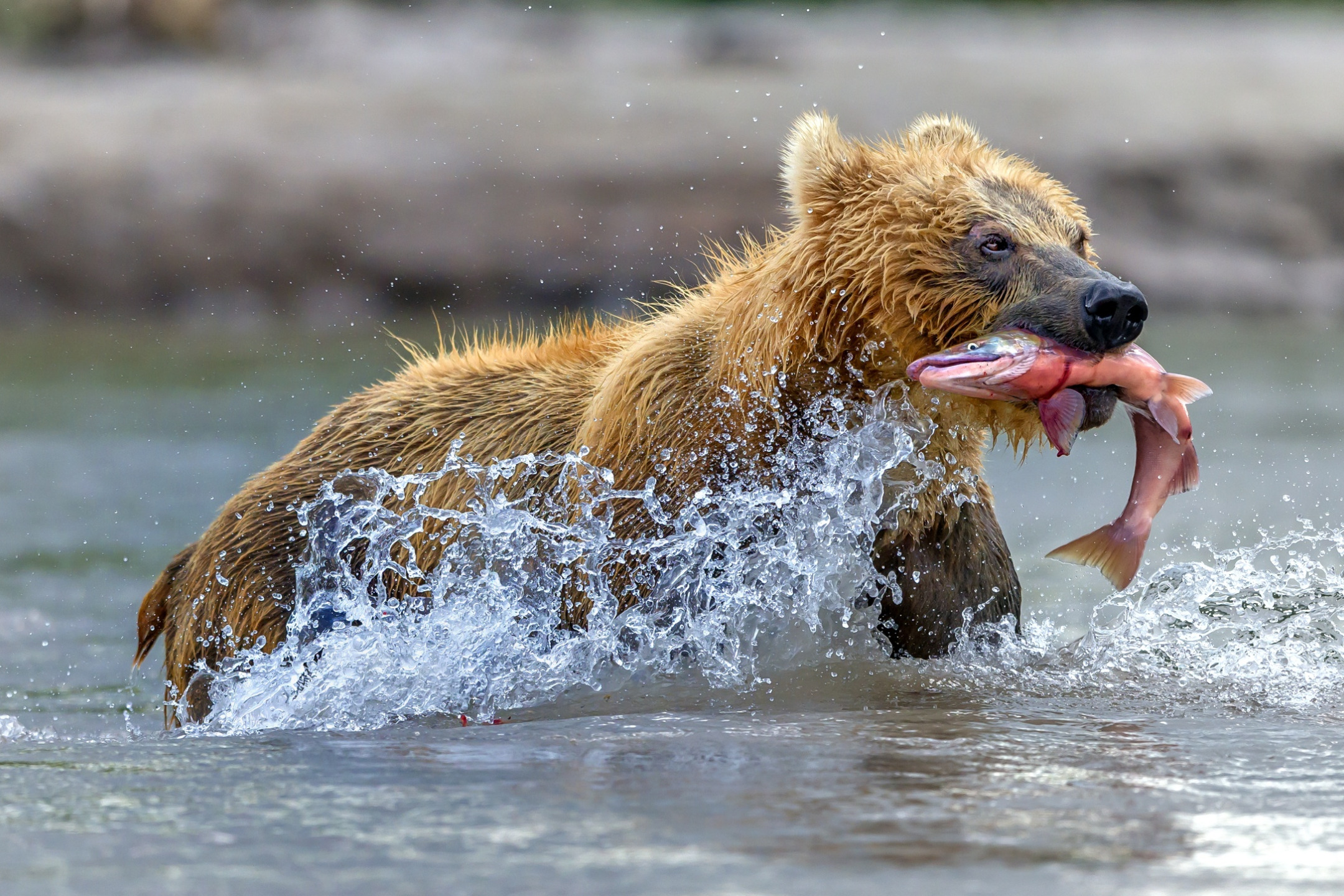 Хищные животные в воде