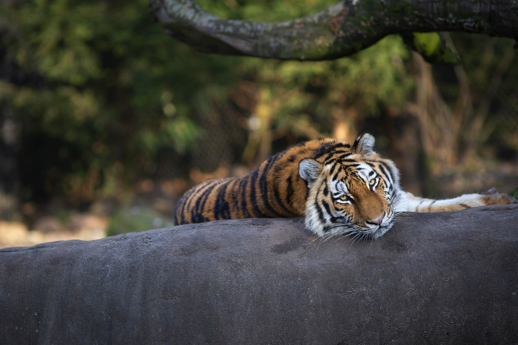 Тигр позы. Поза тигр на ветке. Тигр на камнях позы. Тигр лежит на ветке фото.