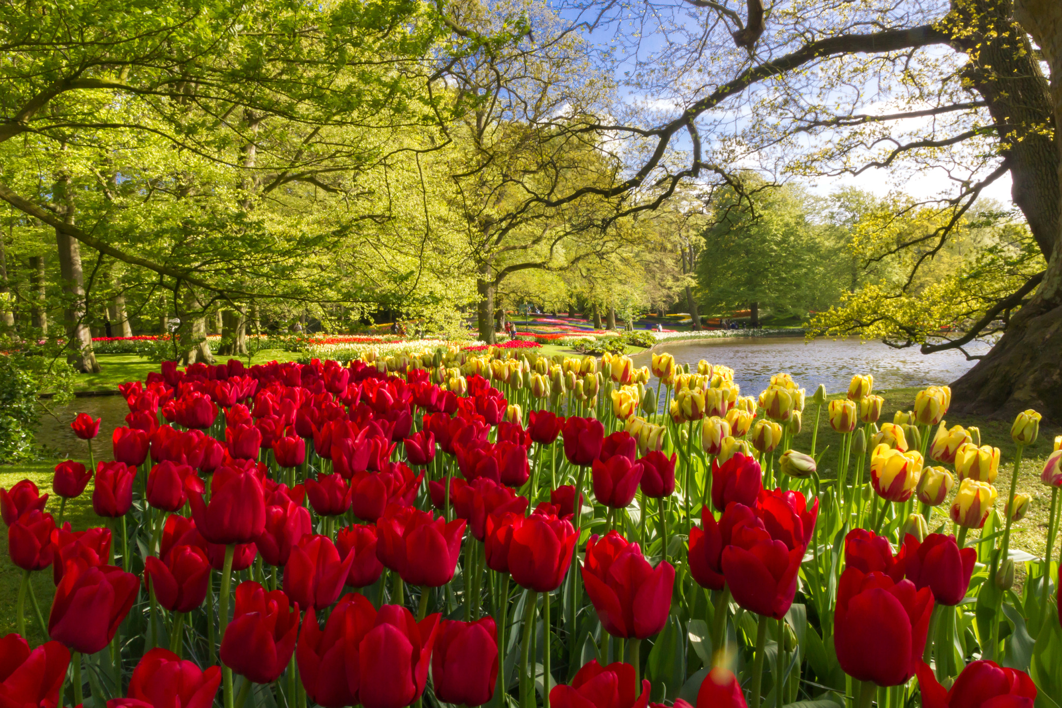 деревья, цветы, пруд, парк, желтые, тюльпаны, красные, Нидерланды