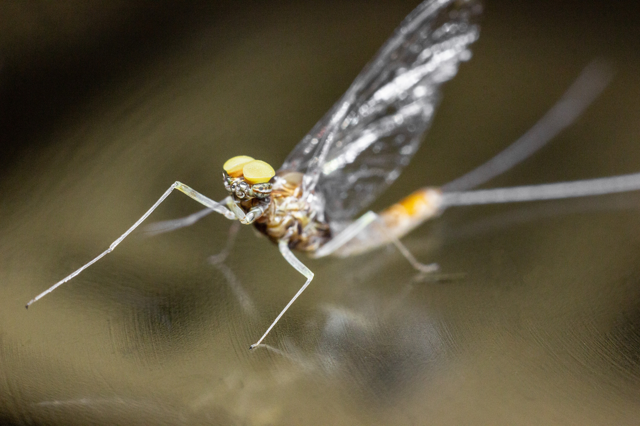 муха, насекомое, комар