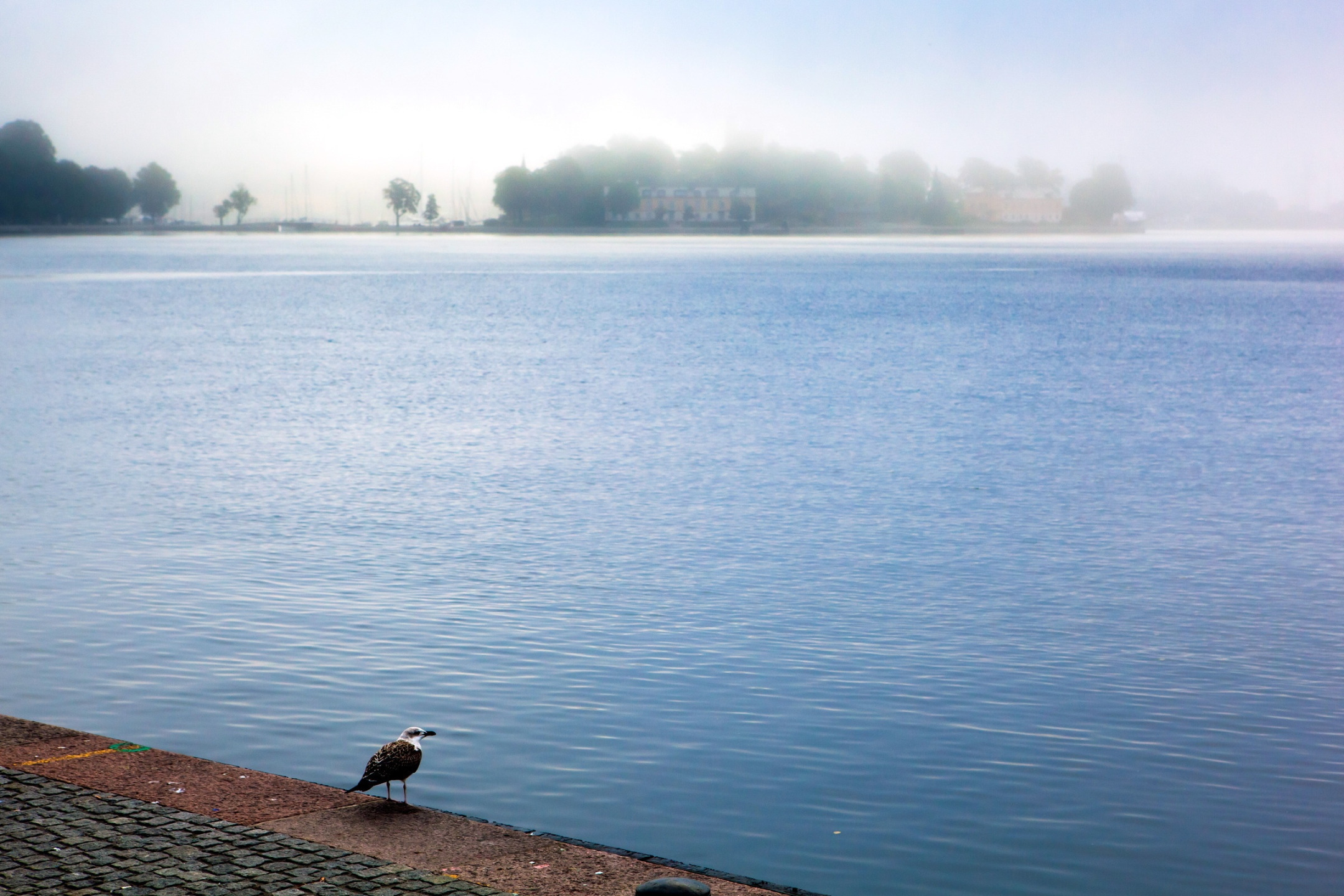 город, туман, река, птица