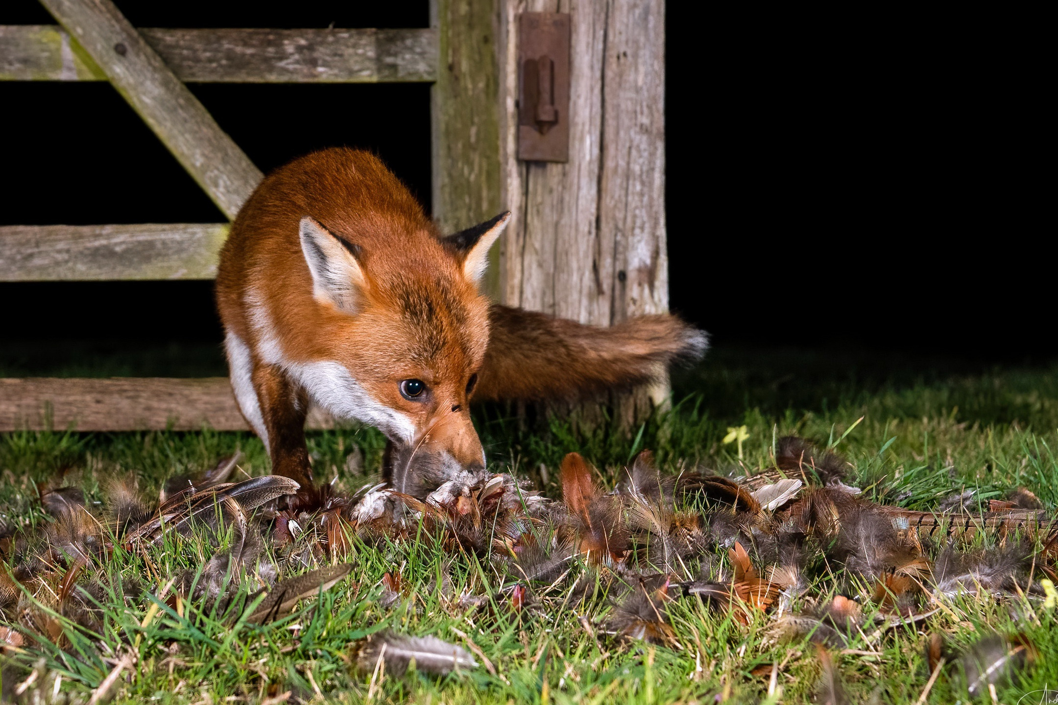 Осторожный и лиса зверь. Зверь похожий на лису. Лиса с пером фото. Fox Beast.