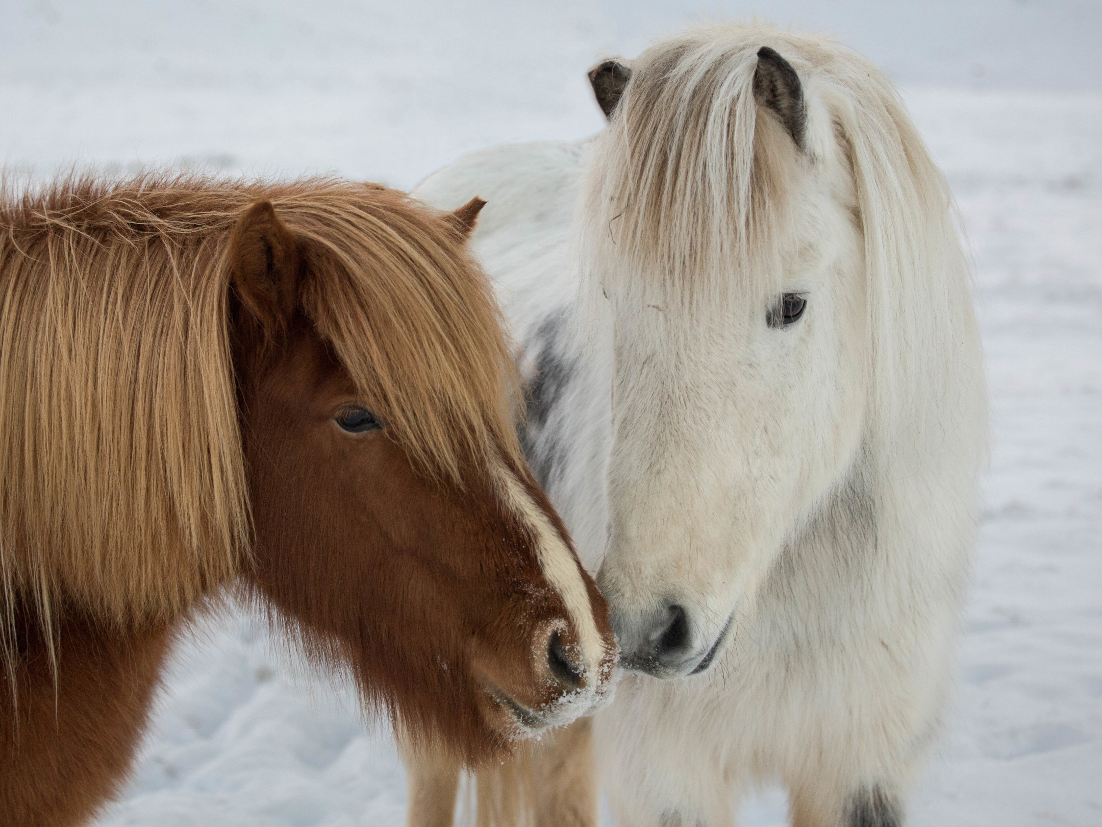зима, природа, Icelandic ponies