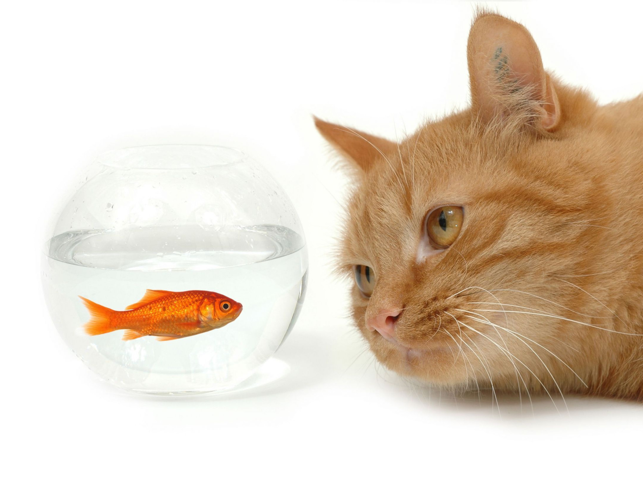 Кошечка рыбка. Котенок и аквариум. Рыбки для кошек. Кот и рыбка. Кот с рыбой.