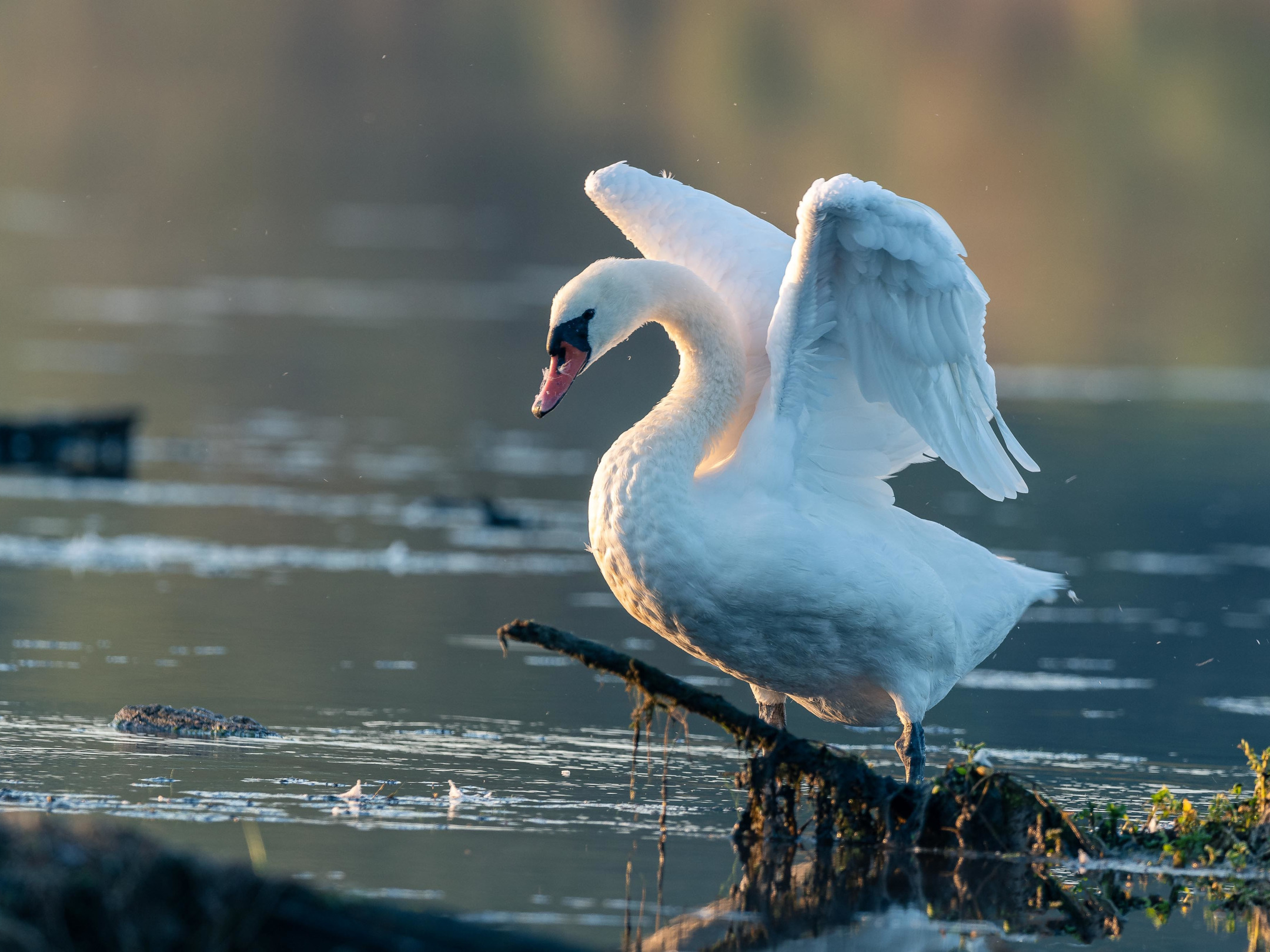 Парк белый лебедь. Лебедь взмахнул крыльями. Белая птица возле водоемов. А белый лебедь на пруду Мем.
