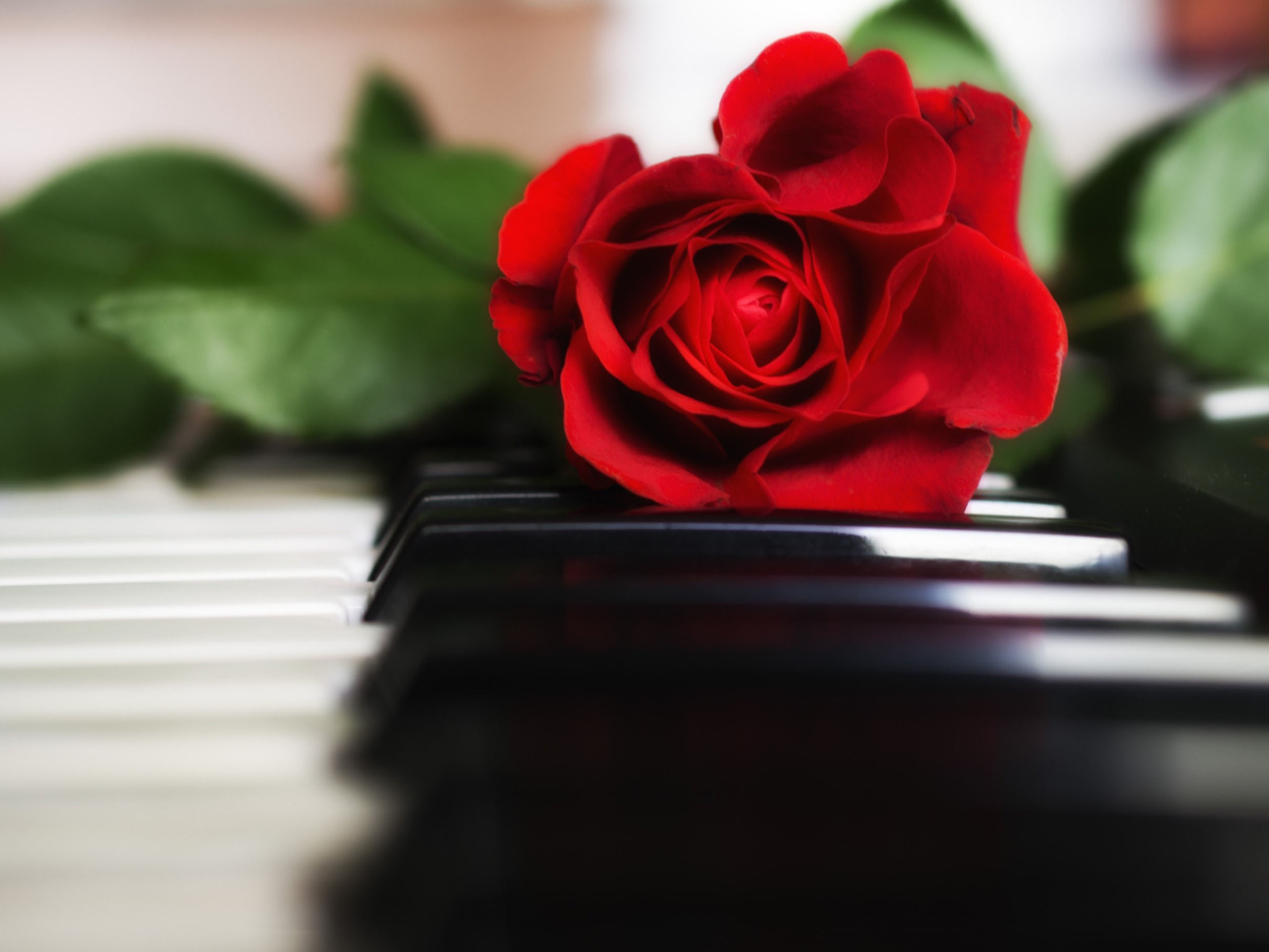 красный, розы, клавиши, пианино
