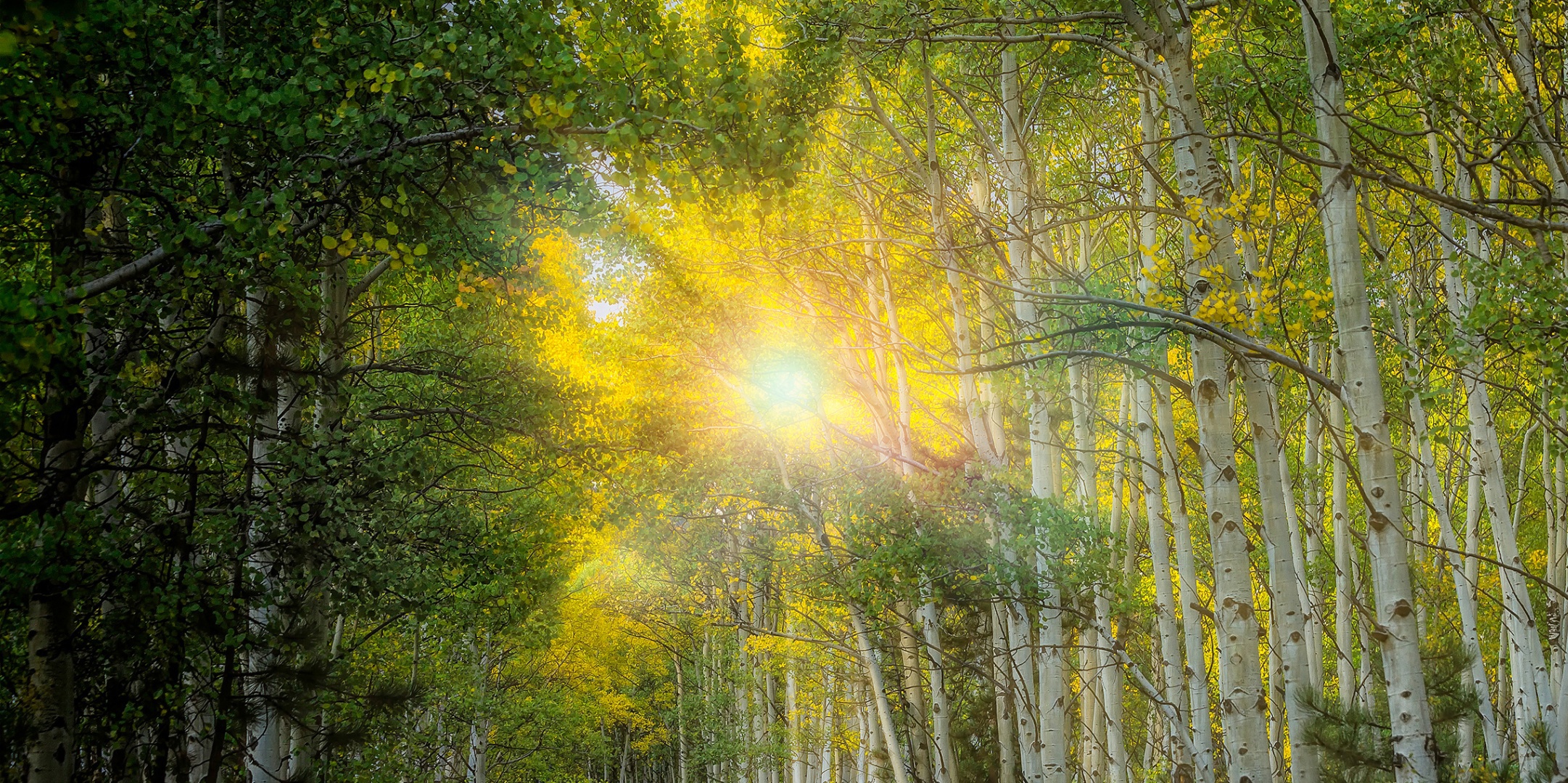 Лучик солнца блеснул из за леса. Листва на солнце. Березовый лес с лучами солнца. Русская природа картинки красивые. Высокие деревья под солнцем.