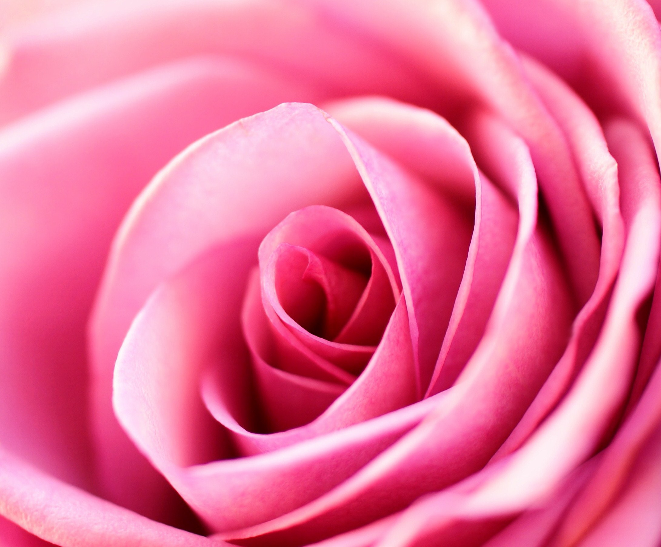 Фон розочки. Розовые розы. Цветы розового цвета. Розовые розы фон. Розовый цвет.