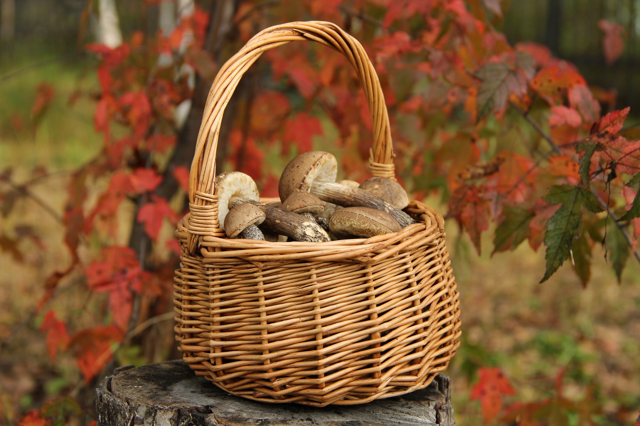 Лето грибами осень плодами. Корзина с грибами. Осенняя корзина. Что у осени в корзинке. Осенняя корзинка с грибами.