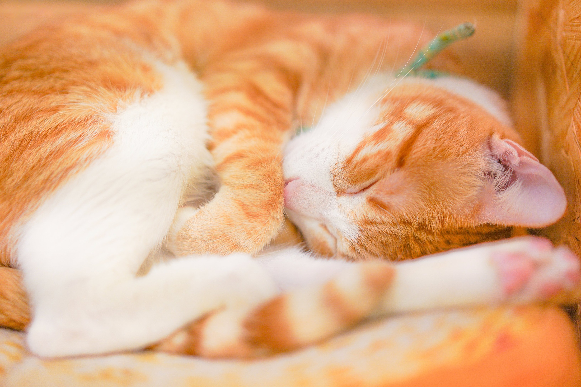 Почему животные спят свернувшись в клубок. Спящий рыжий котик. Рыжий котёнок. Спящий рыжий котенок. Спящие рыжие коты.
