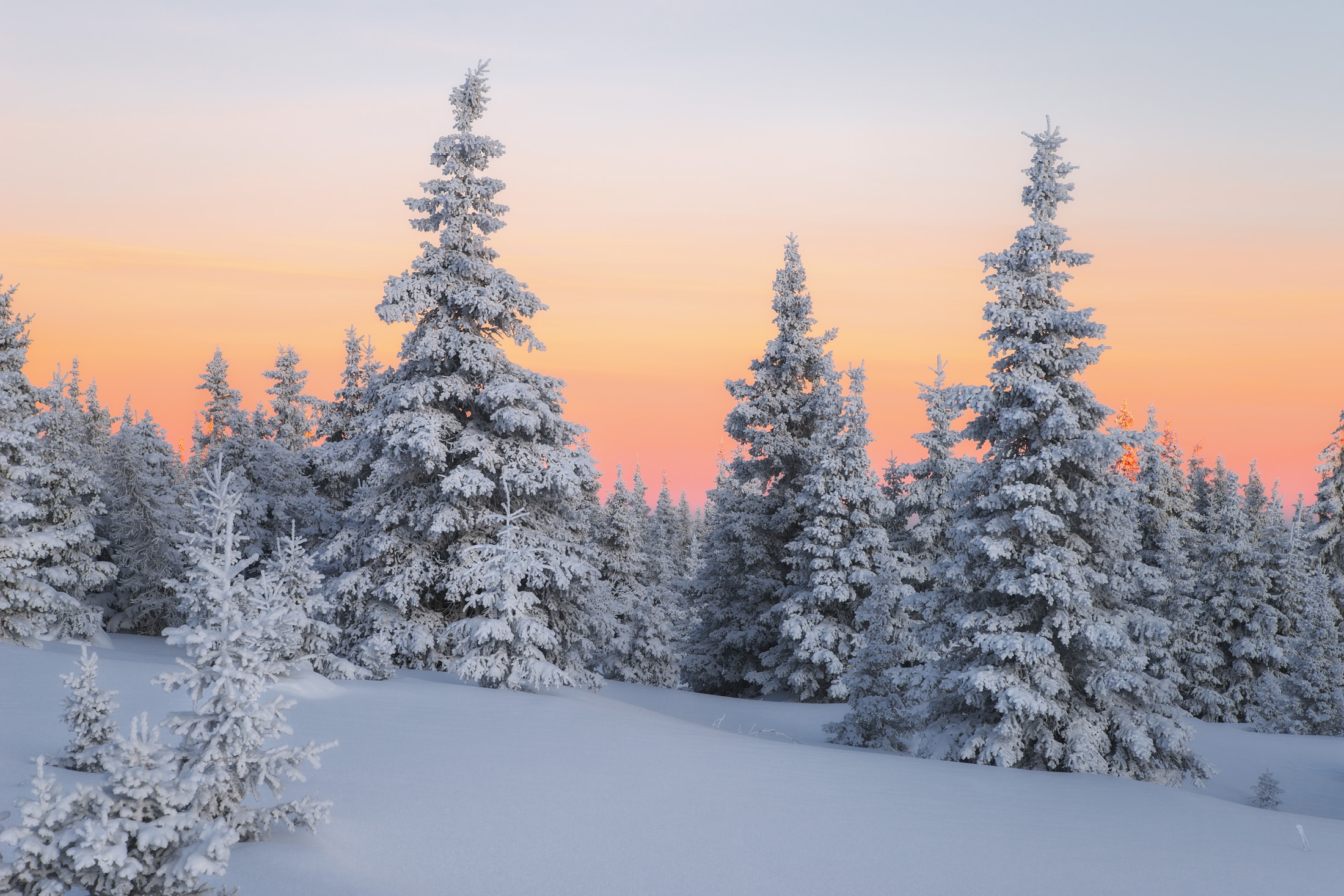 Пейзаж зимний лес. Зимний лес. Ель в снегу. Снежный лес. Зимняя ель.