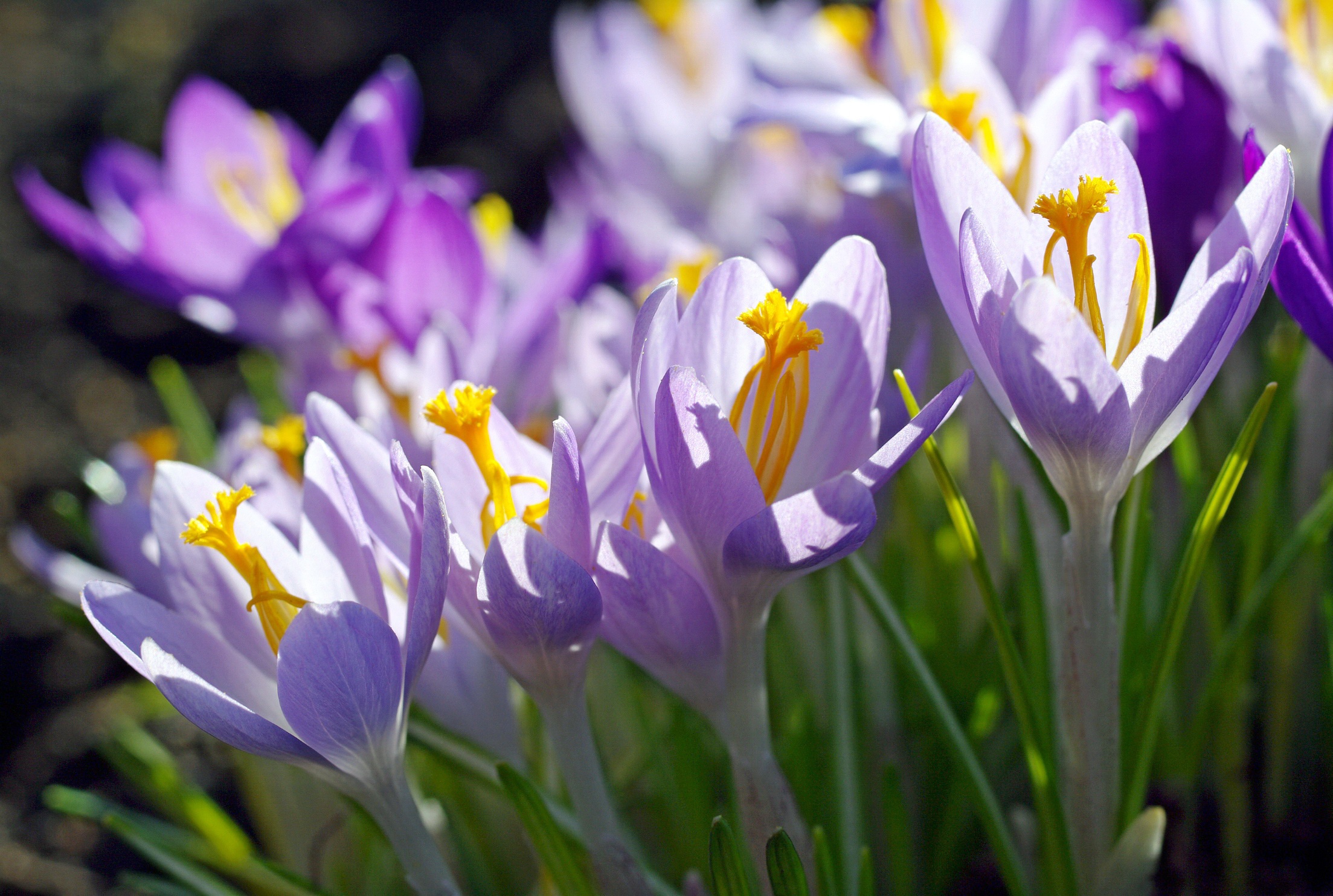 Цветы весной видео. Первоцветы крокусы. Крокусы и примула. Крокус фиолетовый первоцвет.