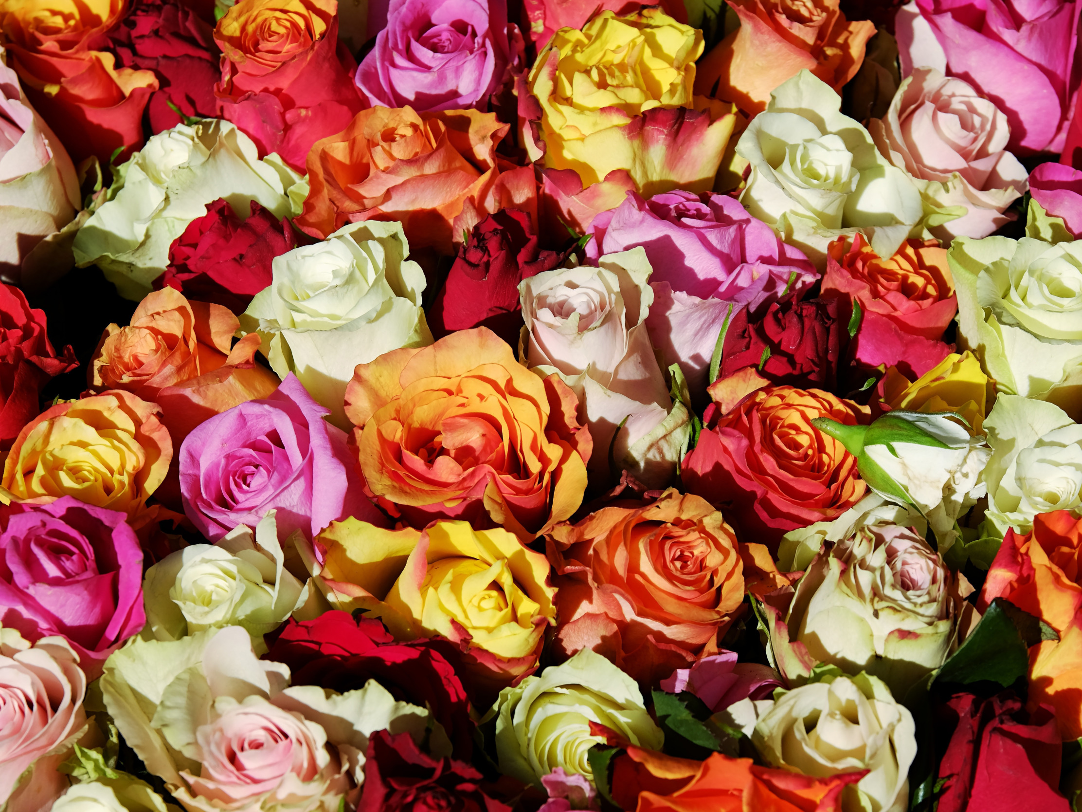 цветы, оранжевый, розы, букет, розовые, белые, бутоны, разноцветные