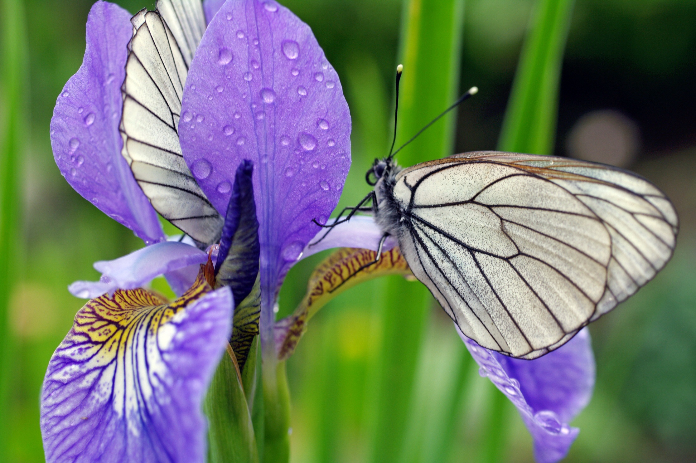 Бабочки фиолетового цвета. Ирис фиолетовый обыкновенный. Ирис Тропическая бабочка. Бабочка аппатура Ирис. Ирис Тропическая бабочка Рябых.