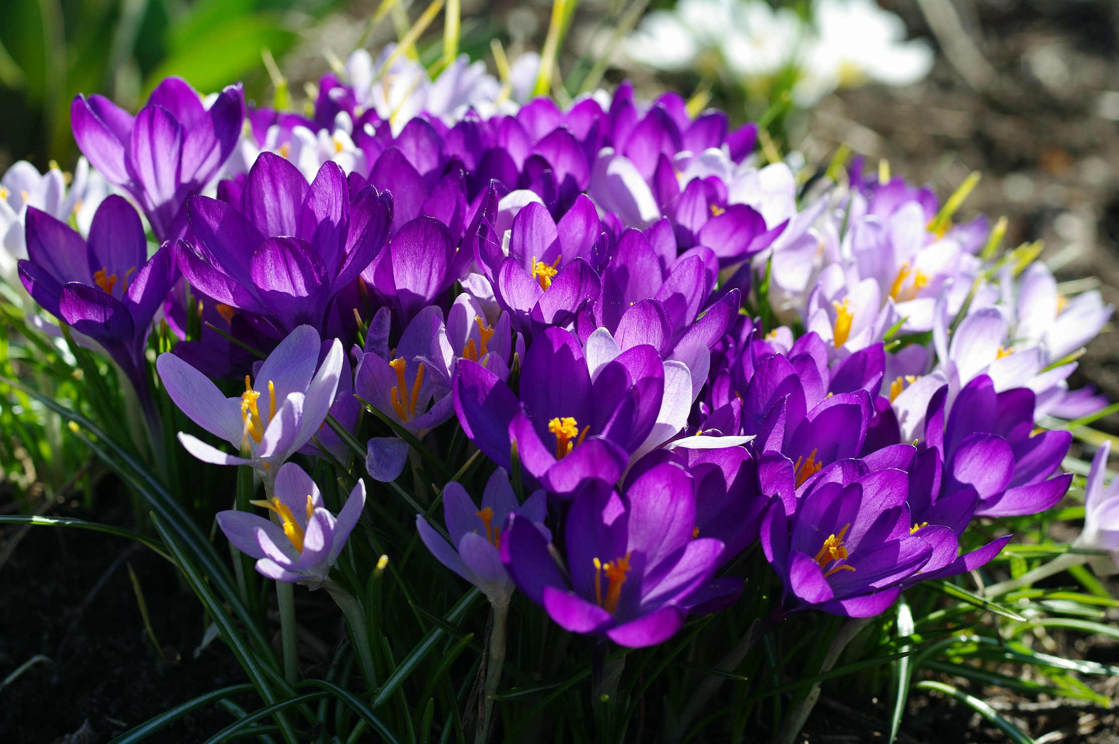 Подельники крокус. Цветы крокусы первоцветы. Весенние цветы первоцветы Крокус. Крокус фиолетовый первоцвет. Весенние первоцветы крокусы.