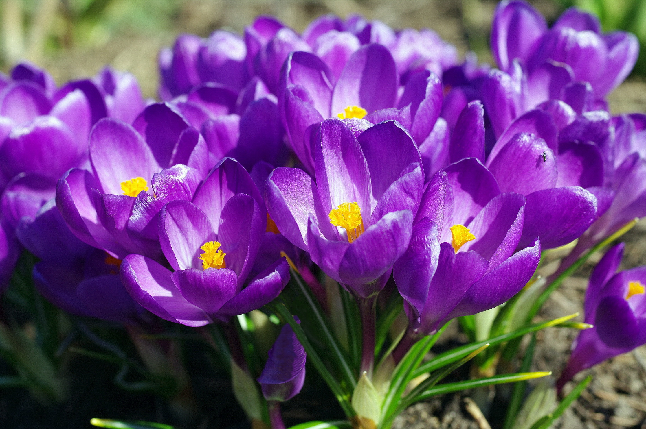 Цветы весны фото красивые. Крокус Барс Пурпл. Крокусы многолетние. Первоцветы крокусы. Крокус крупноцветковый.
