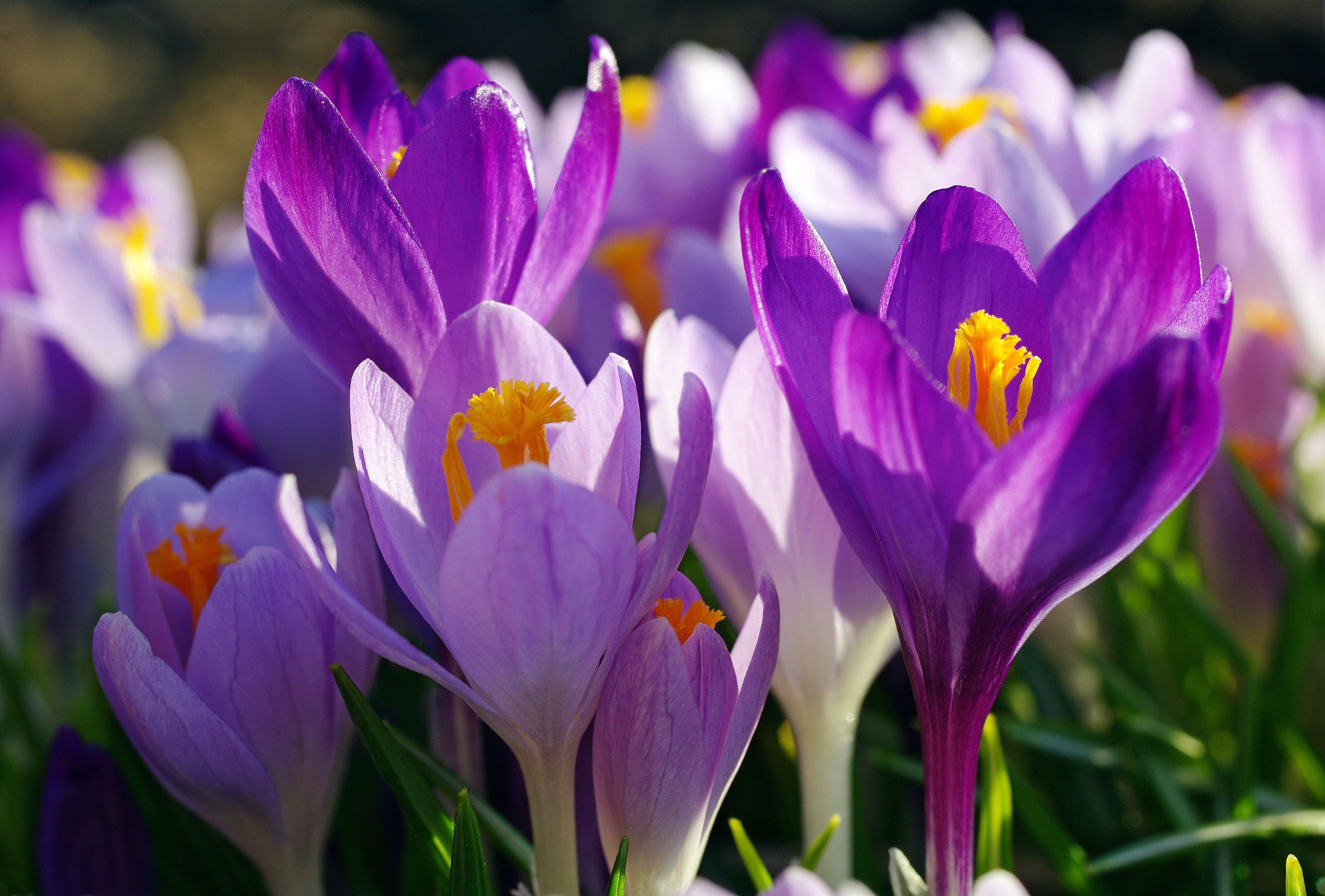 Цветы весны фото красивые. Первоцвет сиреневый Крокус. Крокус Барс Пурпл. Крокус фиолетовый первоцвет. Крокус весенний фиолетовый.