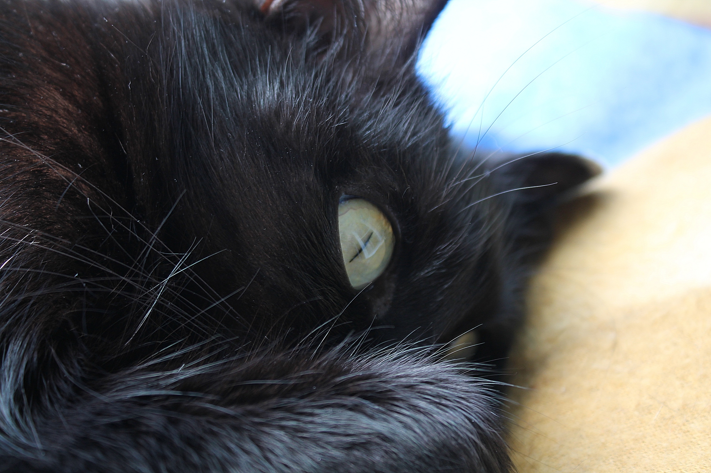Лапка черного кота. Черный пушистый кот беспородный. Черная кошка. Черная лапка кота. Черная кошка с лапой.