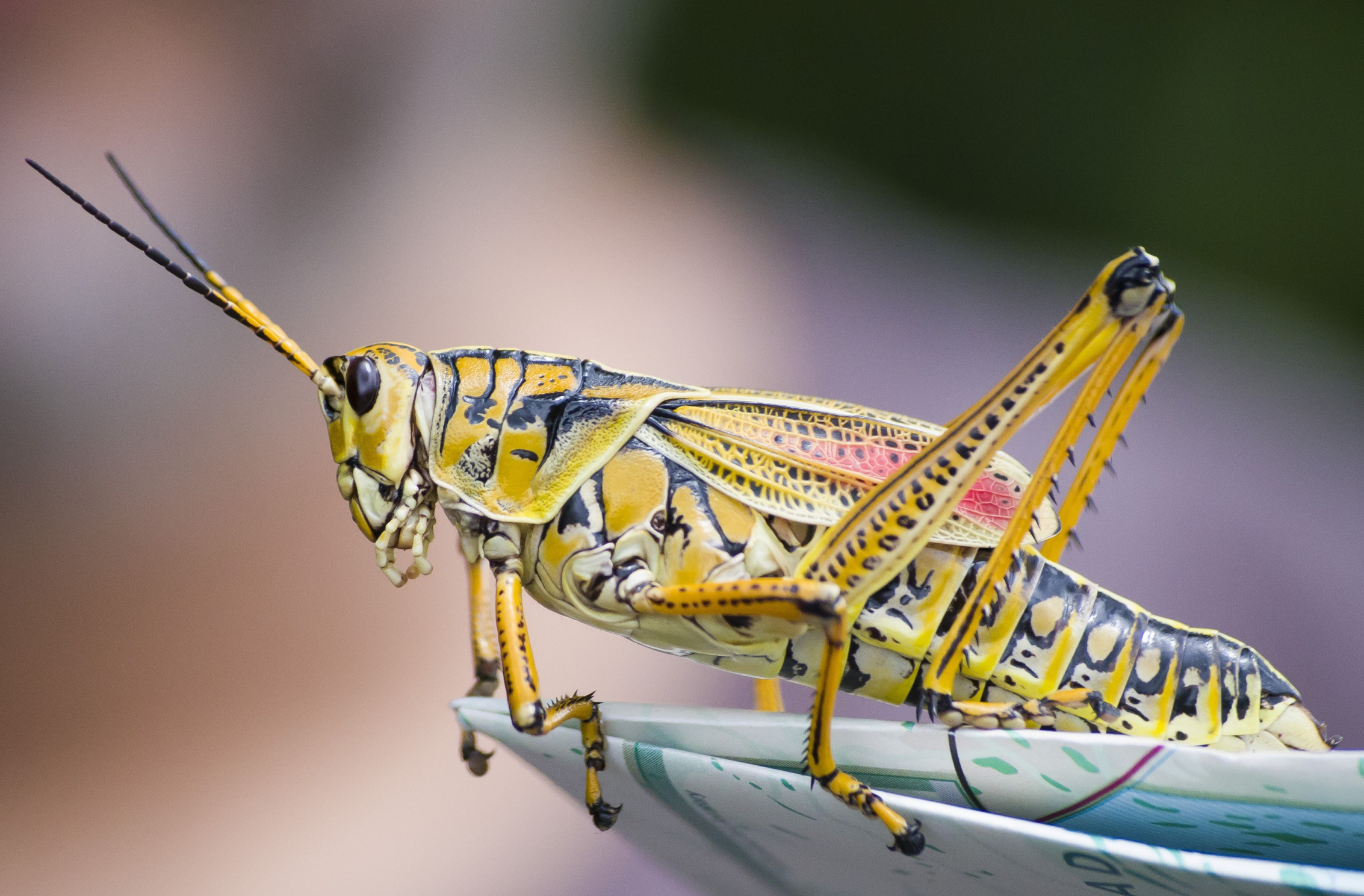 крупный план, насекомое, кузнечик