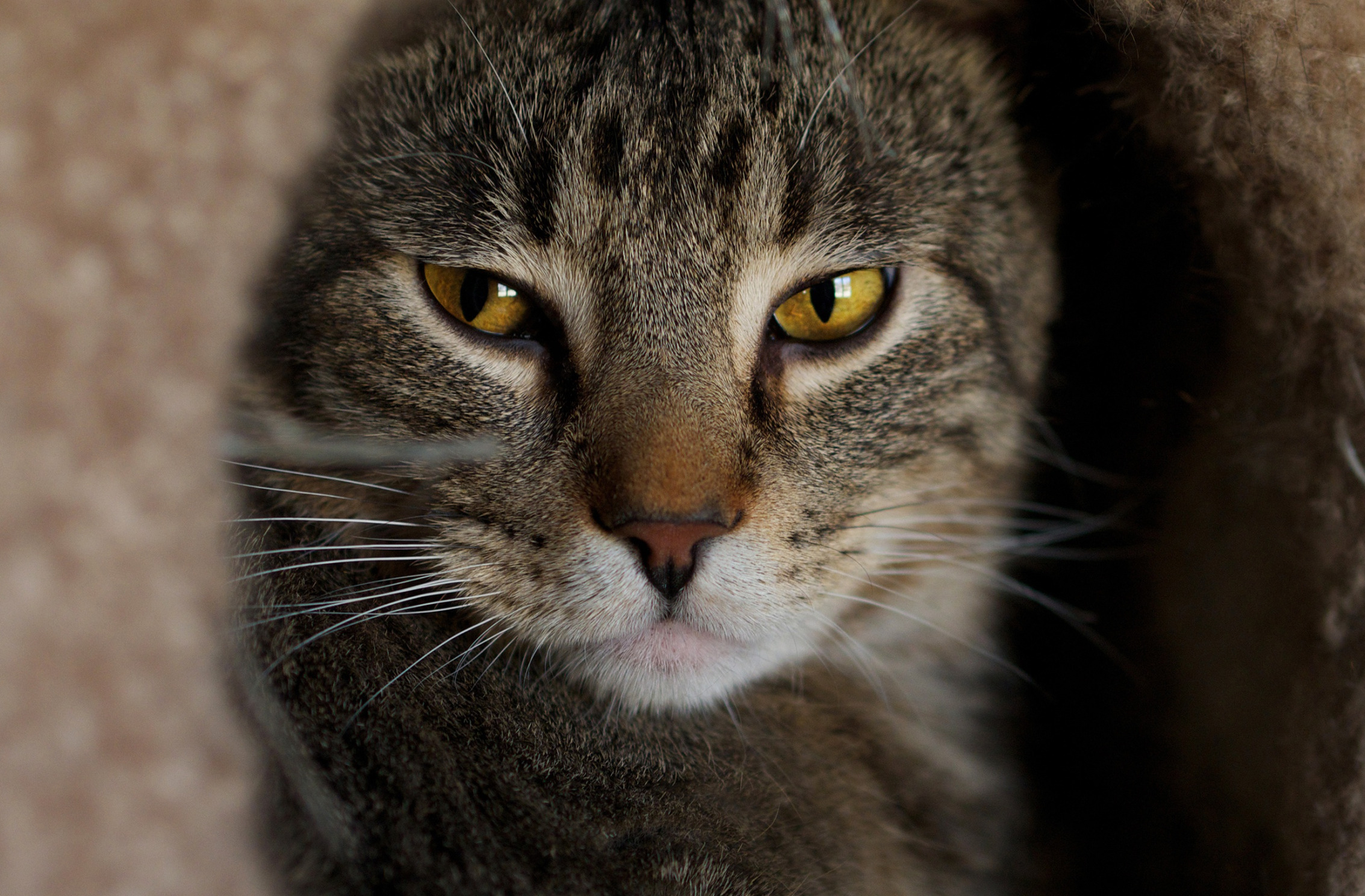 Кошка серая. Кот с коричневыми глазами. Кот взгляд. Коричнево-серая кошка. Серо коричневая кошка