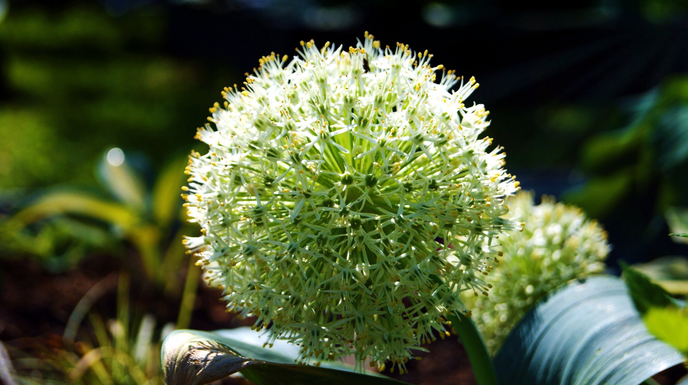 Allium wallichianum