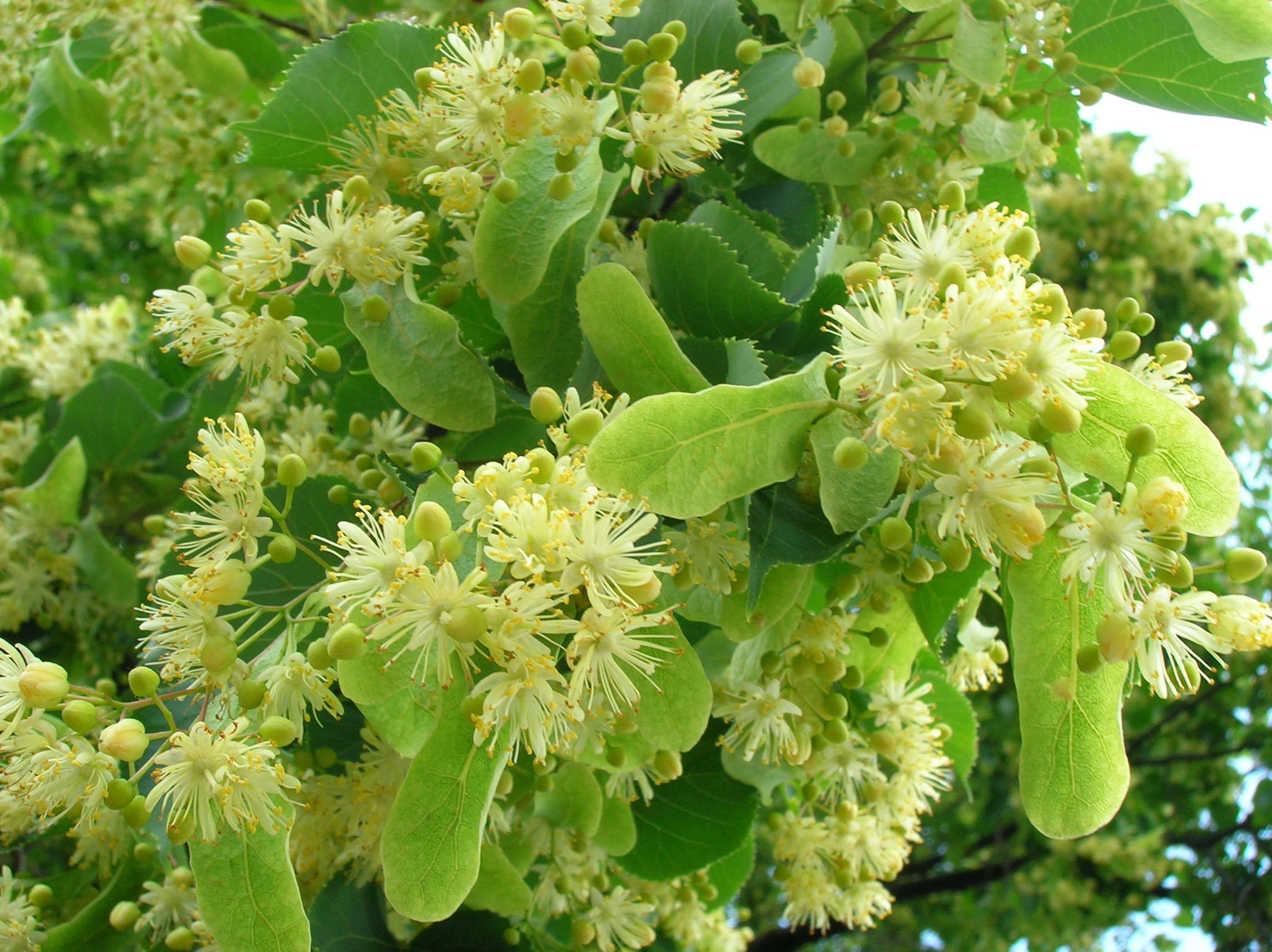 Цветки липы. Липа Амурская, мелколистная. Липа маньчжурская (Tilia mandshurica). Липа сердцевидная. Липа мелколистная цветение.