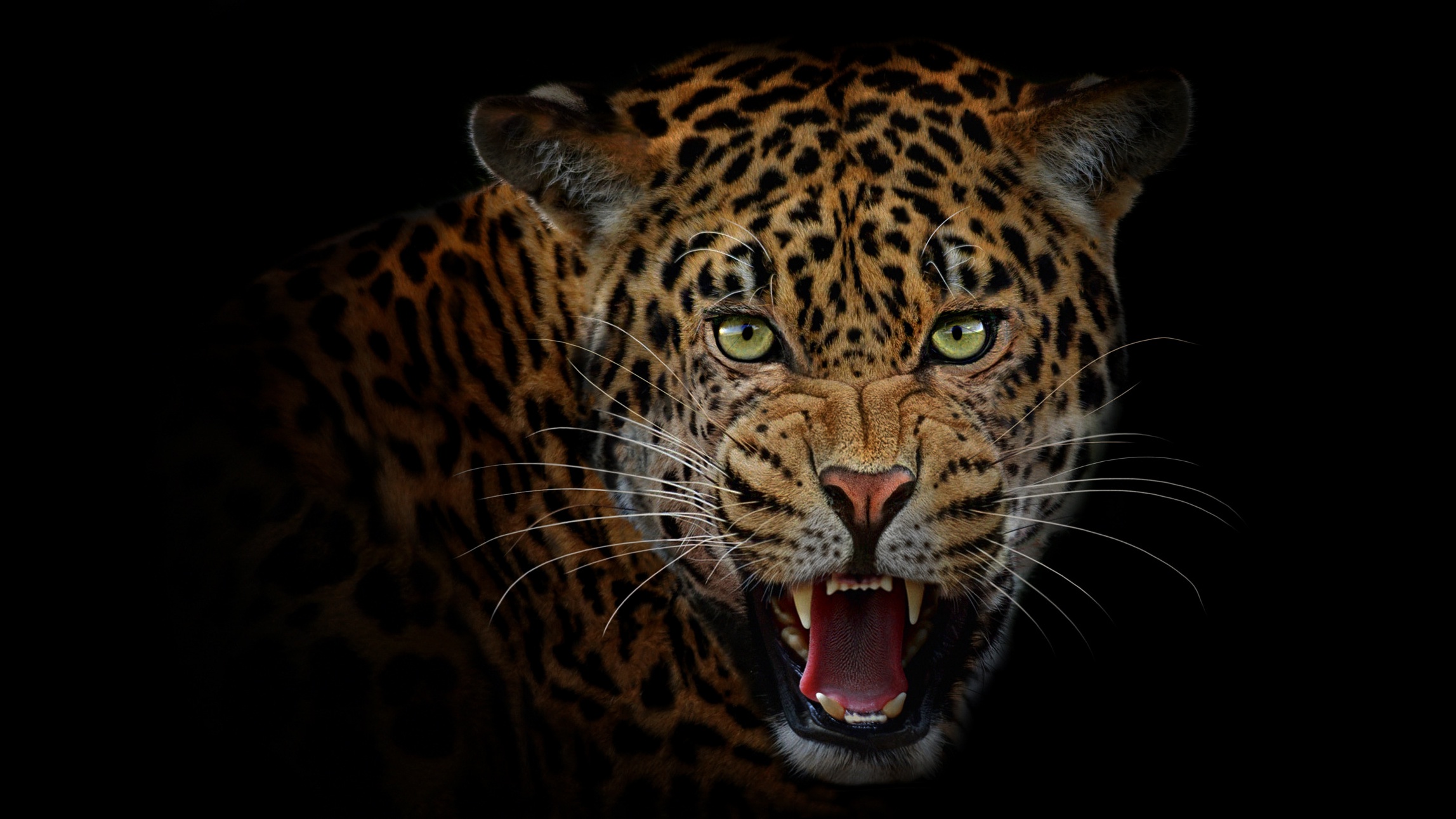 Ягуар леопард оскал