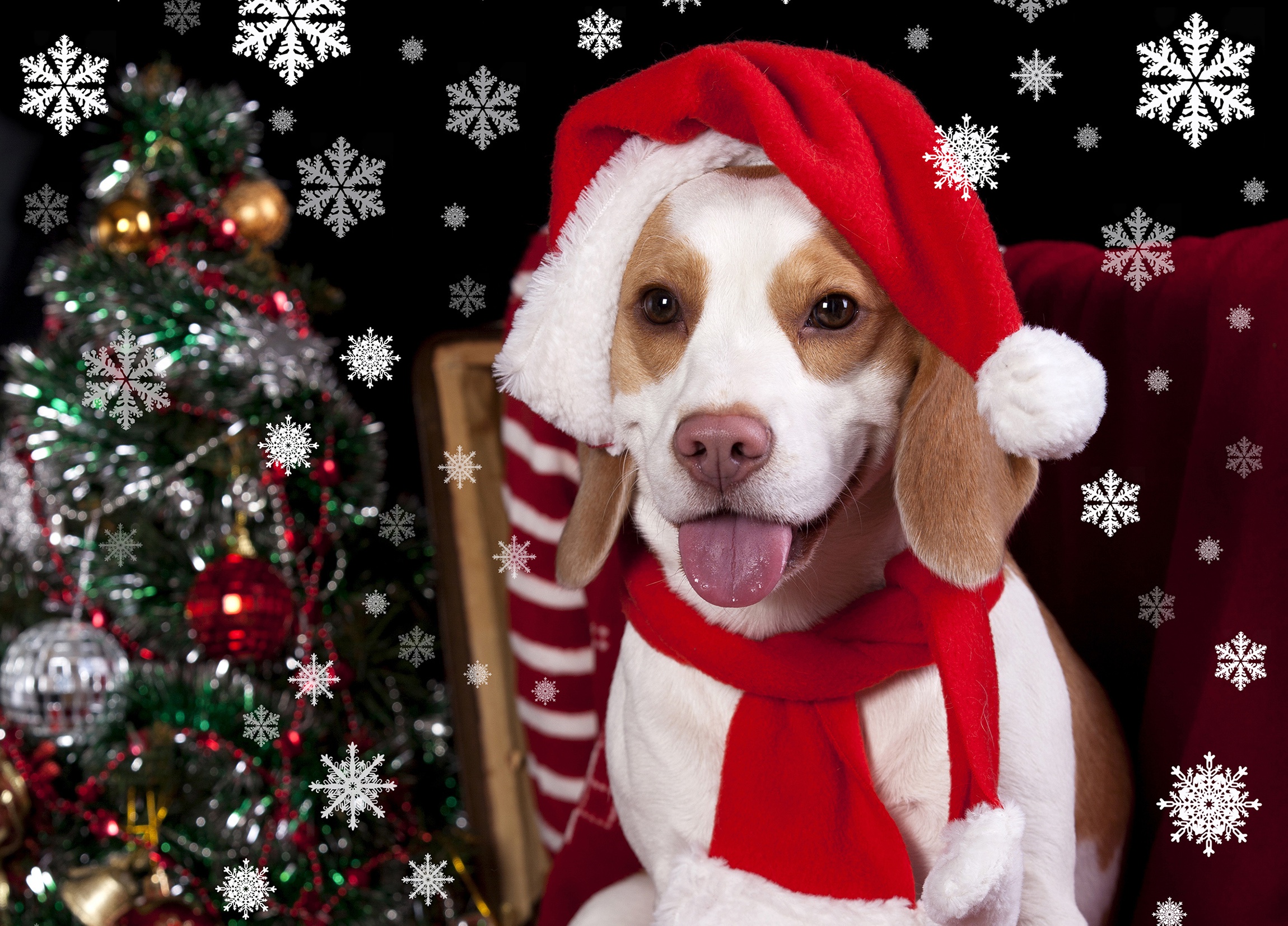 Christmas getaways best sale with dogs