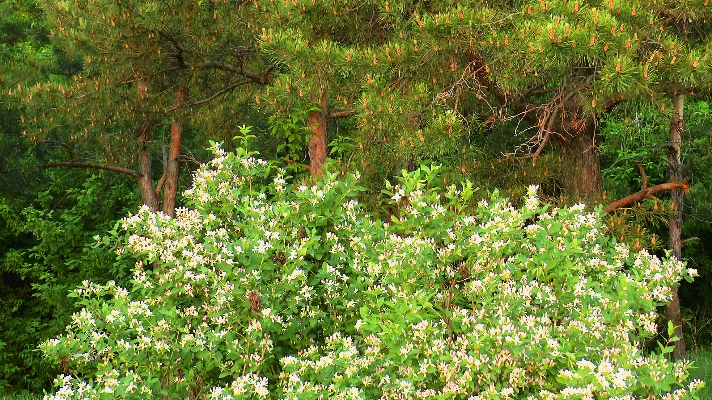 Зарасти кустарниками. Бересклет бородавчатый. Жимолость Татарская. Кустарнички соснового леса. Кусты в лесу.