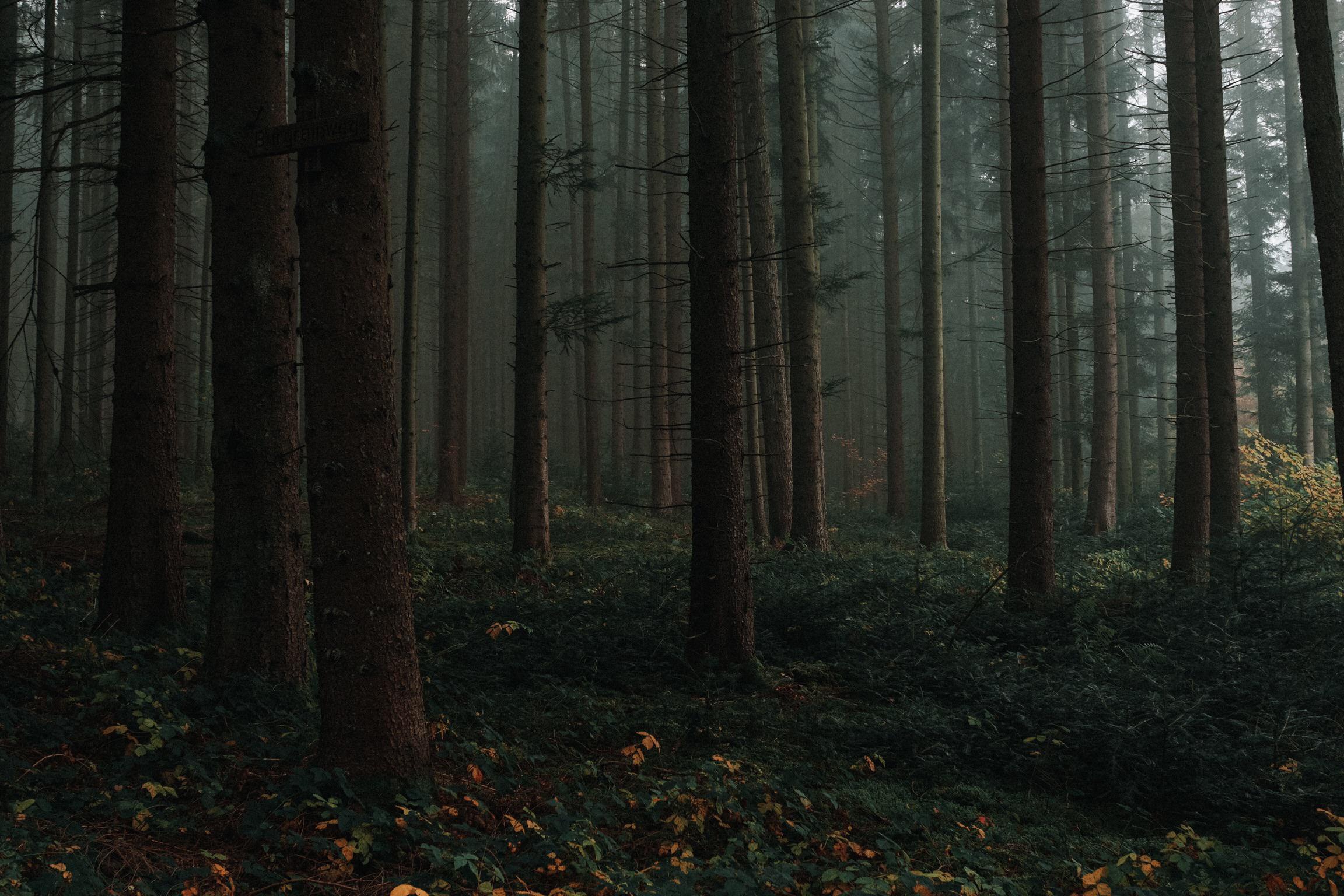 Темный лес фото. Шварцвальд черный лес загадочный лес. Moody Forest. Dark Forest aesthetic. Темный лес Германия.