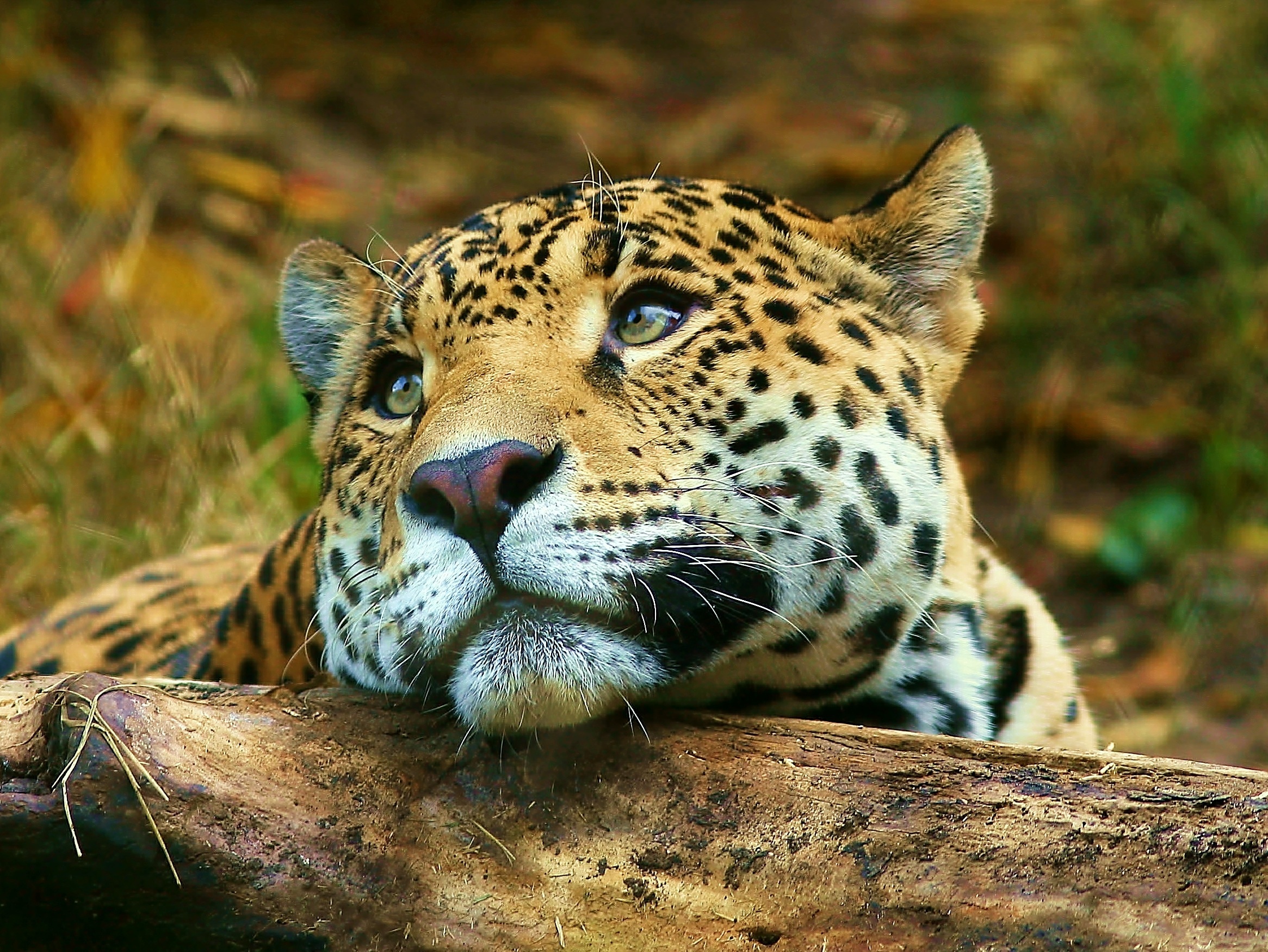 Картинки животных красивые. Берберийский леопард. Дальневосточный Ягуар. Дальневосточный леопард. Дальневосточный леопард в природе.