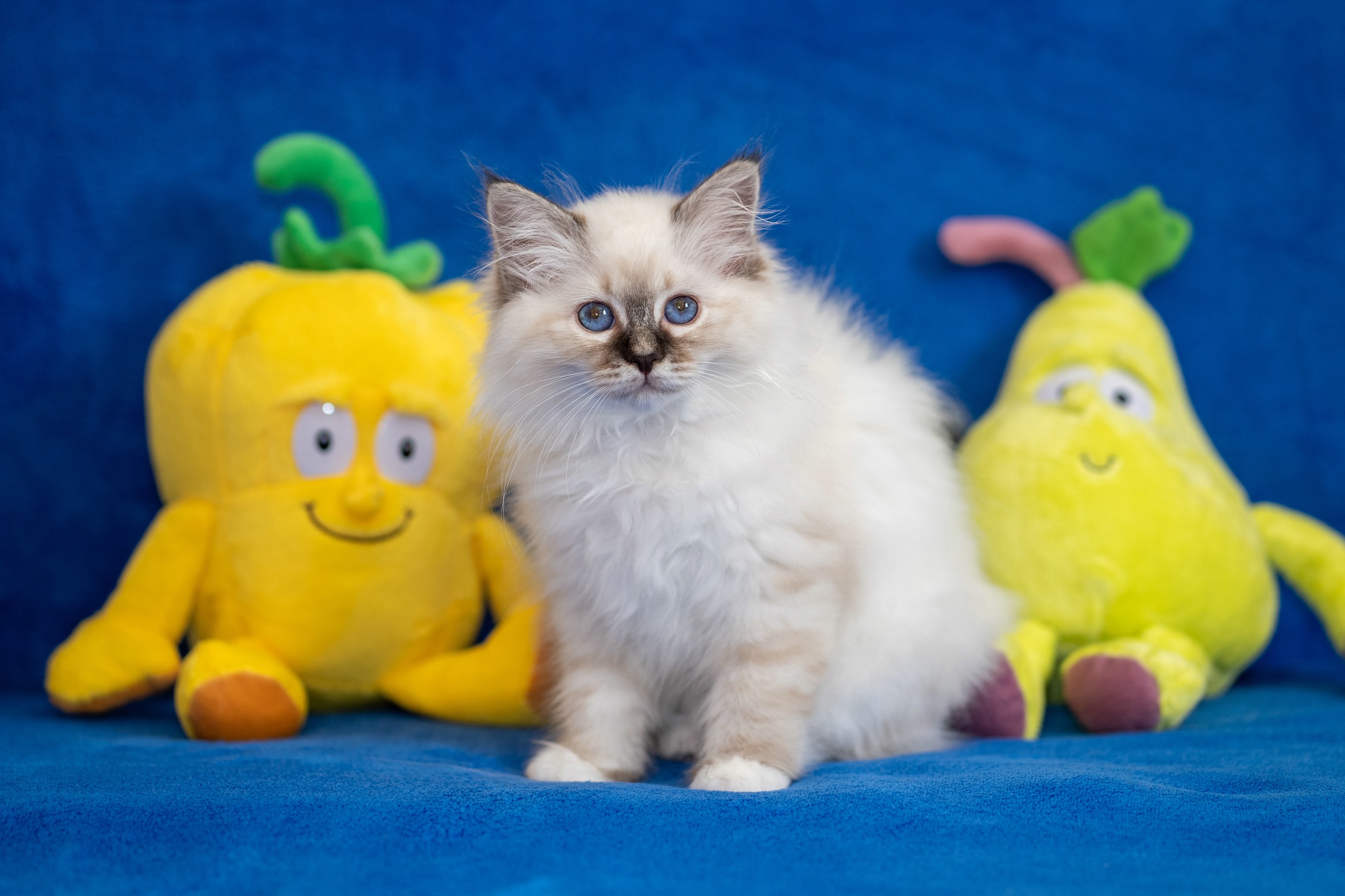 3 кота желтый. Обои для рабочего стола мягкие игрушки желтые. Ткань с котятами. Шоу с желтыми игрушками. Покажи фотографию желтого игрушечного кота.
