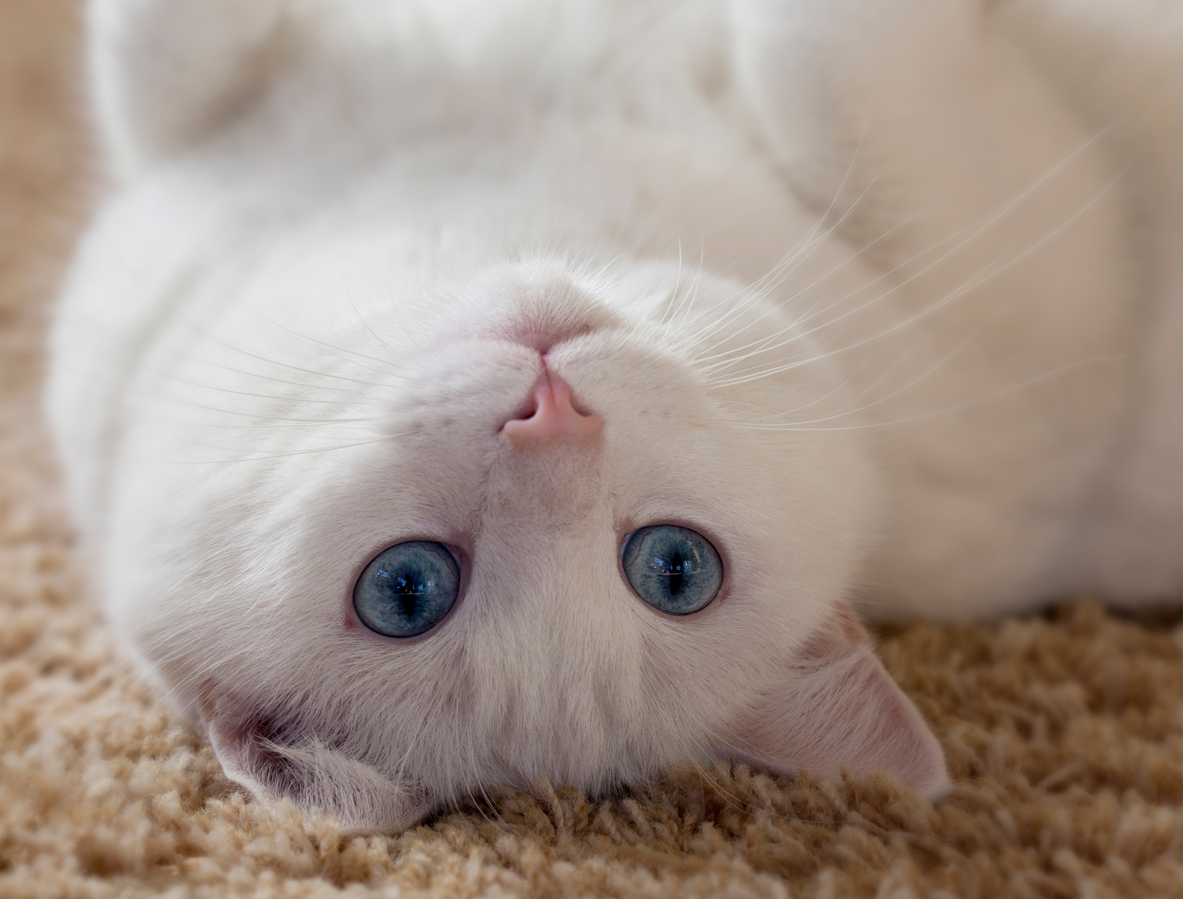 Очаровательная киска. Белая кошка с голубыми глазами. Белый котик с голубыми глазами. Милые котики. Кошечки на рабочий стол.