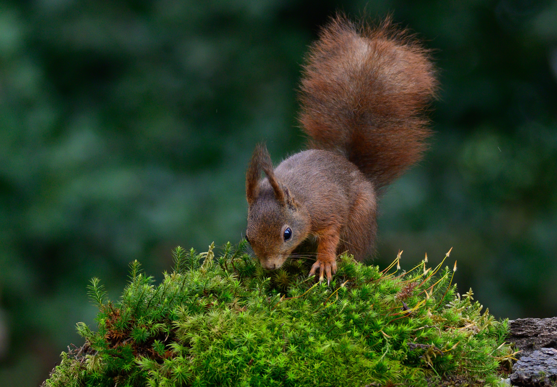 мха белок. мха белок. рыжий мох. картинки на рабочий стол белка. мышиная белка.