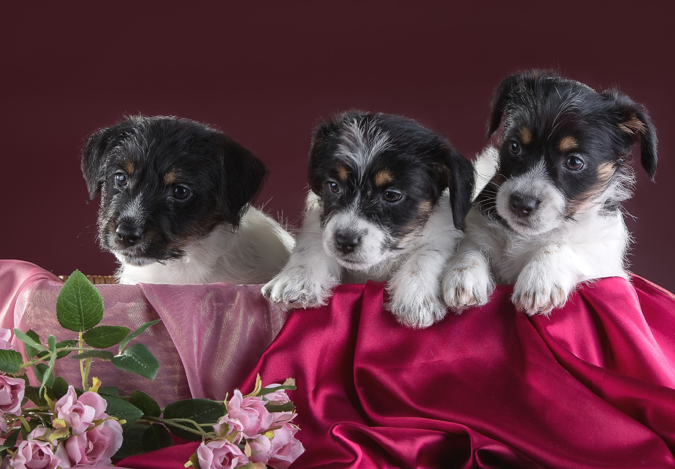 Трио собак. Джек-Рассел-терьер. Трио щенков. Обои щенята цветы. Джек-Рассел-терьер фото щенки.