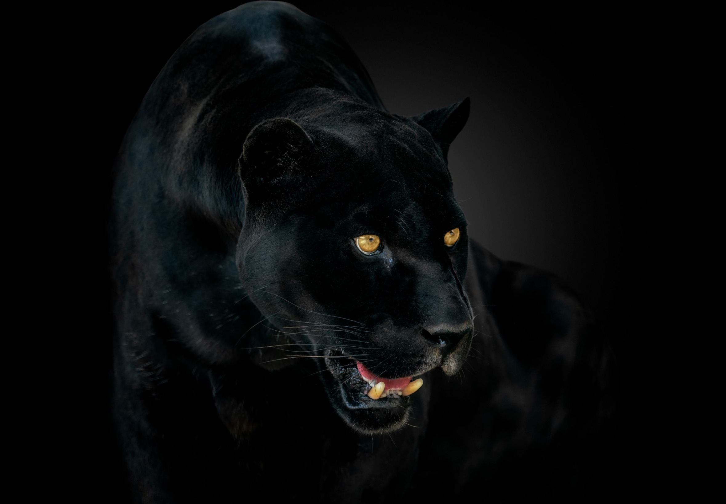 Картинка на рабочий стол черный фон. Черная пантера Ягуар. Пума Ягуар пантера. Пантера д.