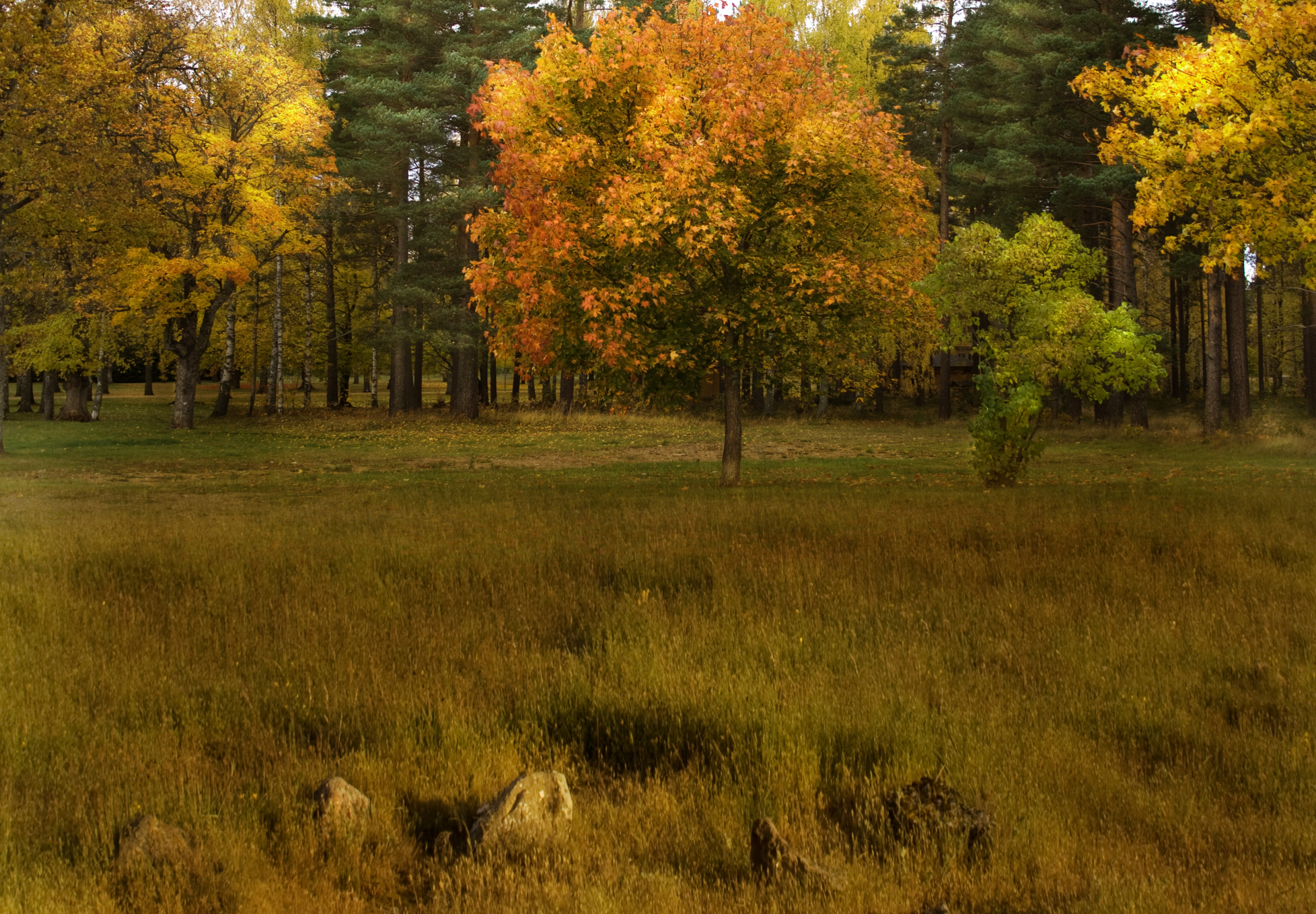 Низина леса. Осень в лесу. Осень деревья. Природа лес. Природа, лес, деревья, осень.