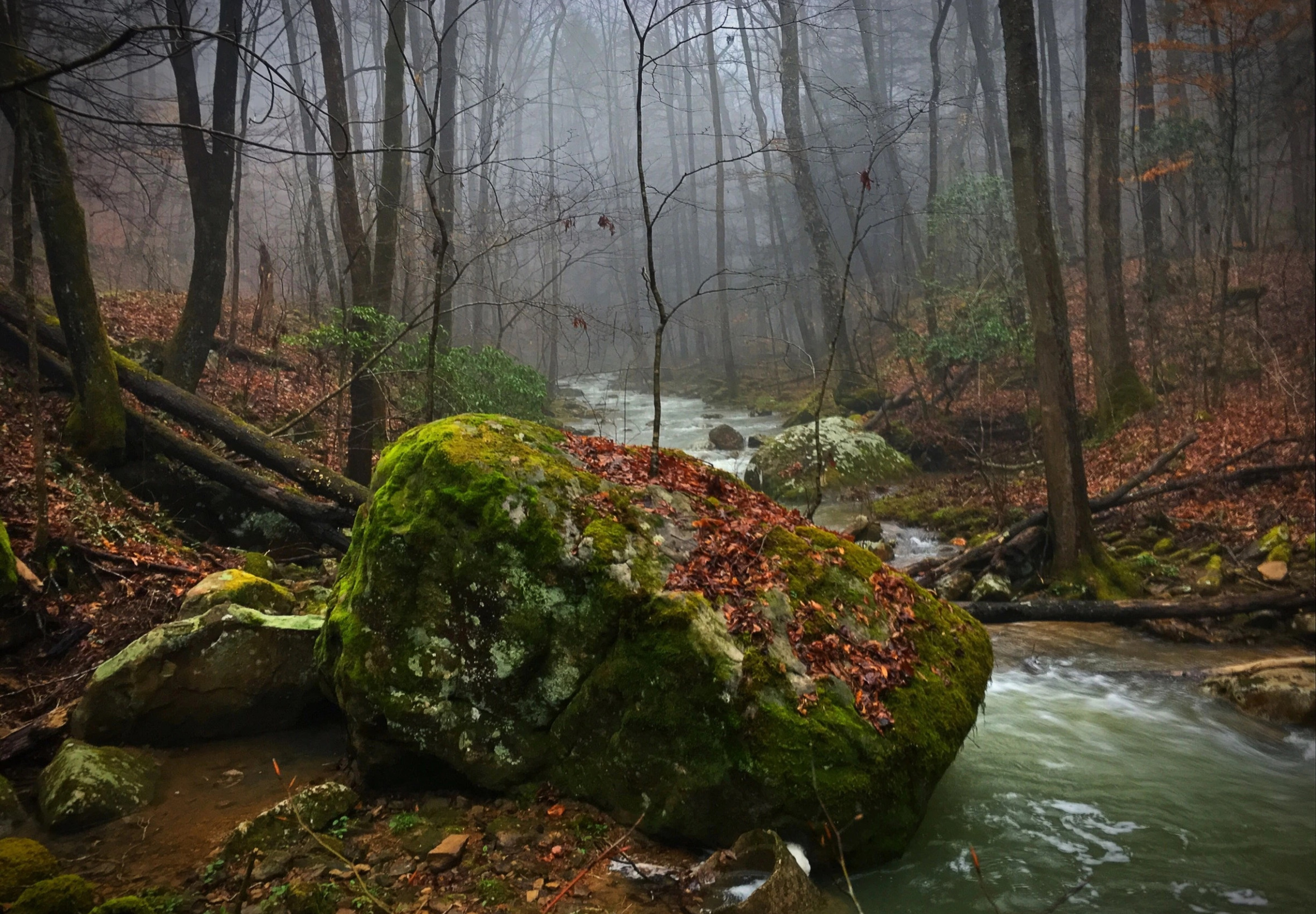 Недревесные Лесные ресурсы мох