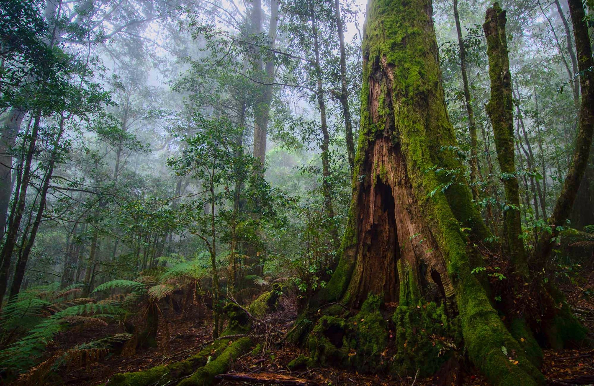 Forest hole