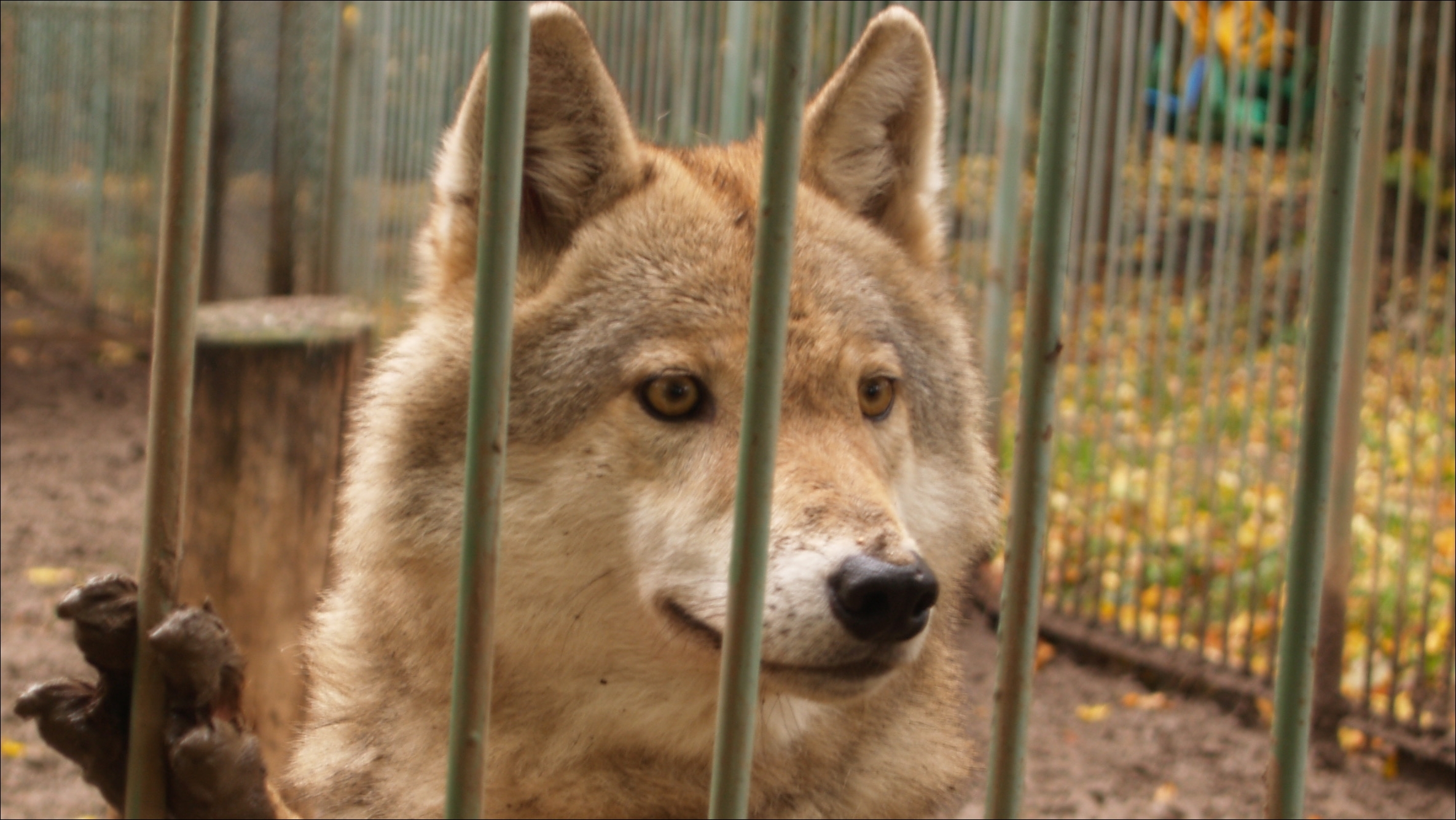 Caged animals. Wolf животные в зоопарке. Animal in Cage. Cage for animal in zoopark. Mad animal in the Cage.