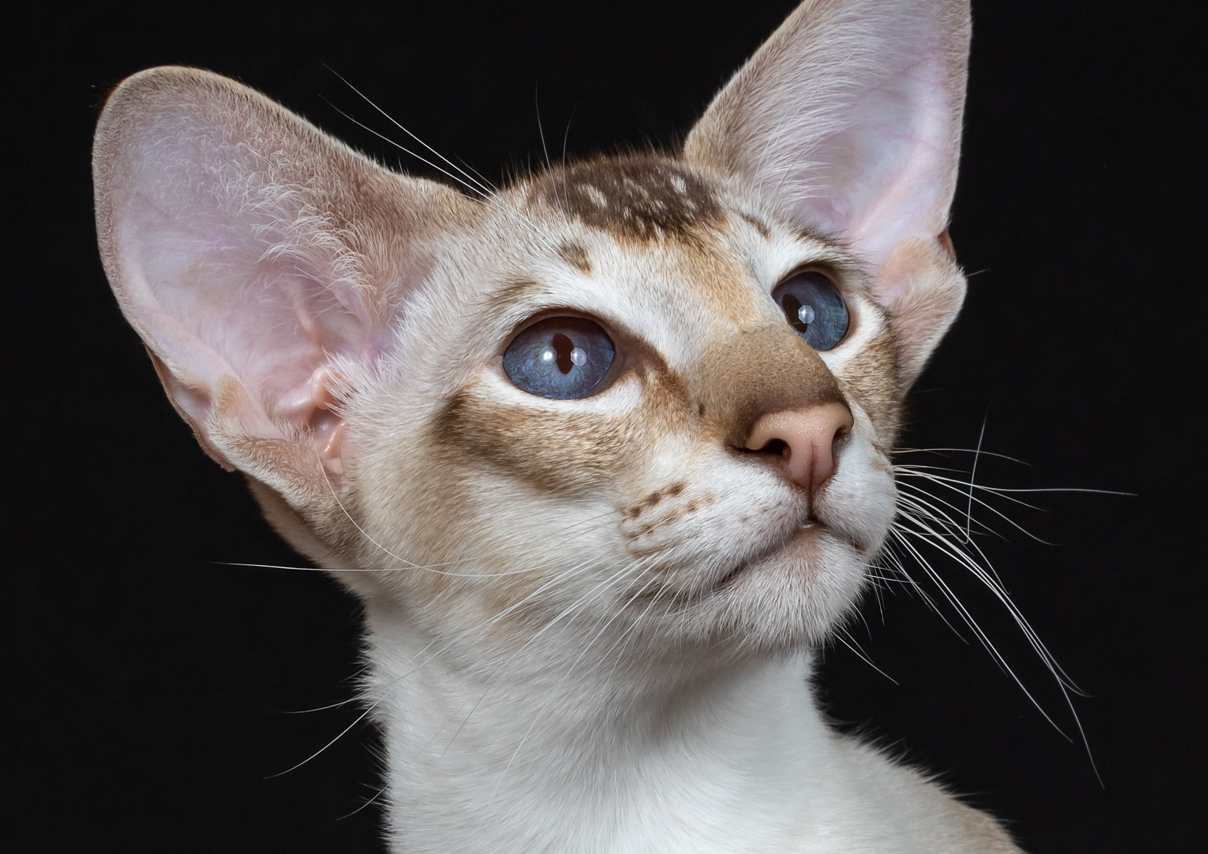 Порода ушастых котов
