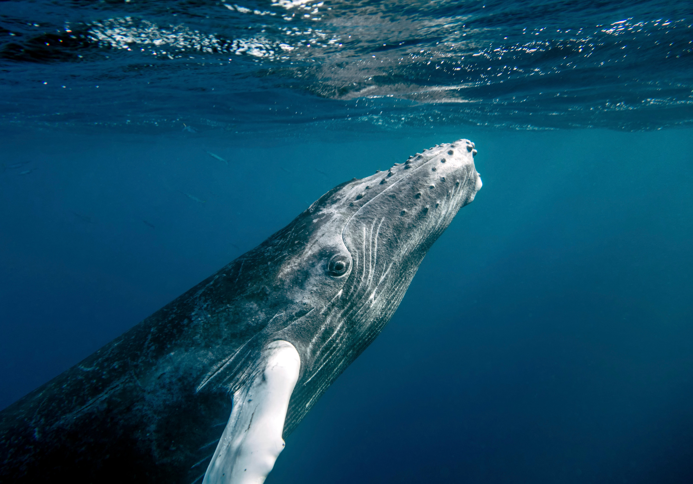 ocean, water, fish, whale, Dominican Republic, closer look, baby humpback whale