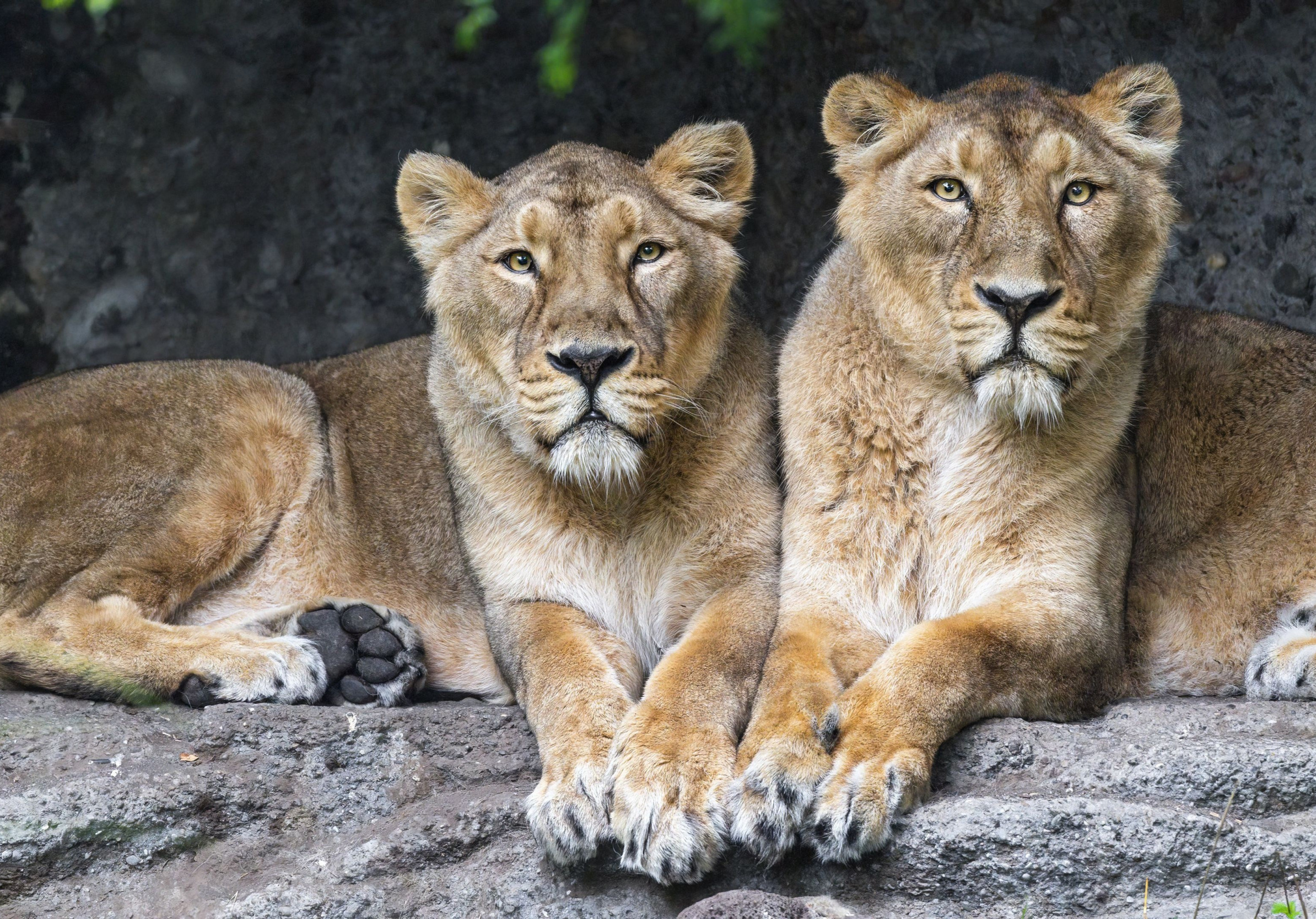 animal, Lions, big cats, lionesses