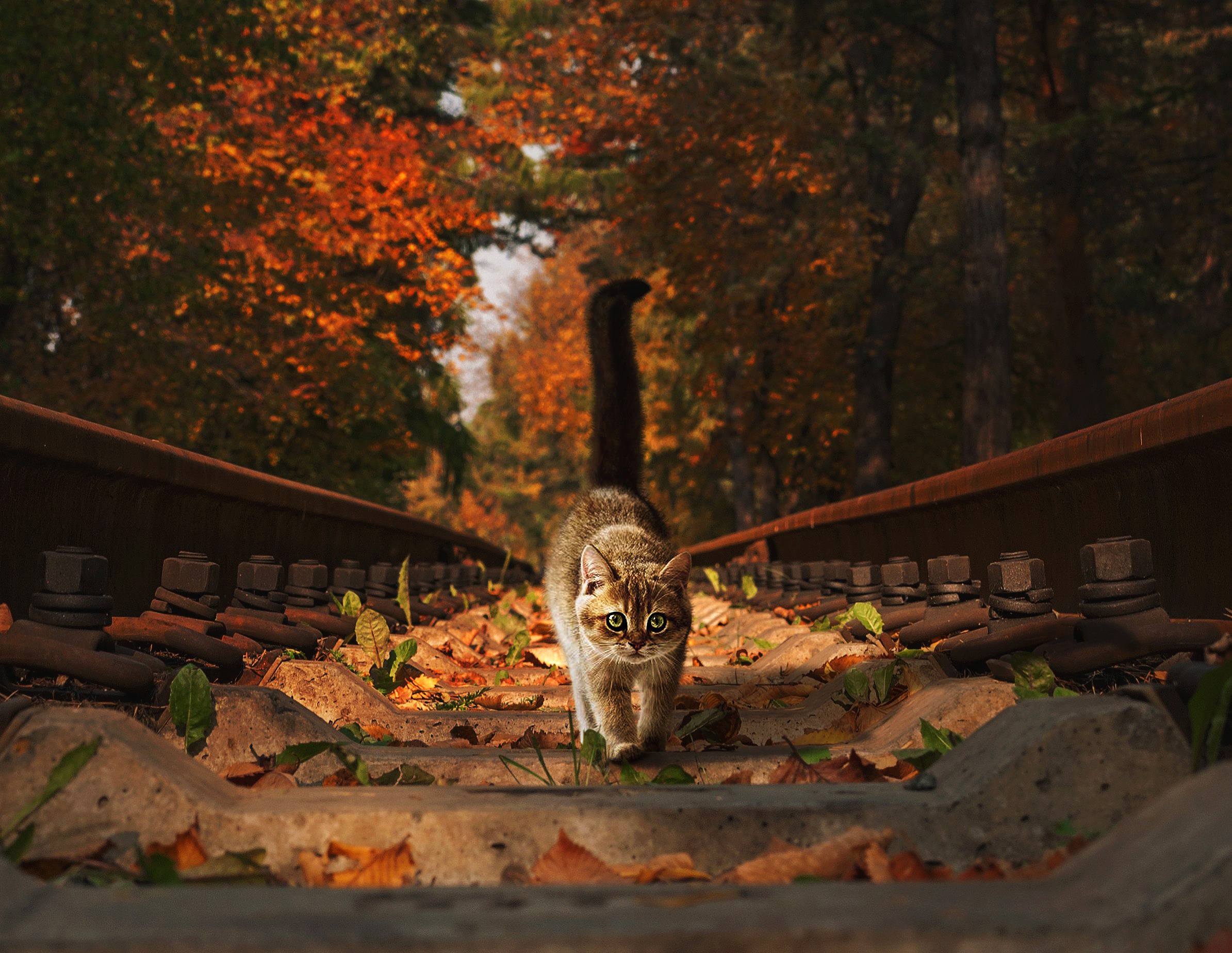 Сентябрь кончаться. Кот осень. Кот на рельсах. Прощай сентябрь. Осень рельсы.