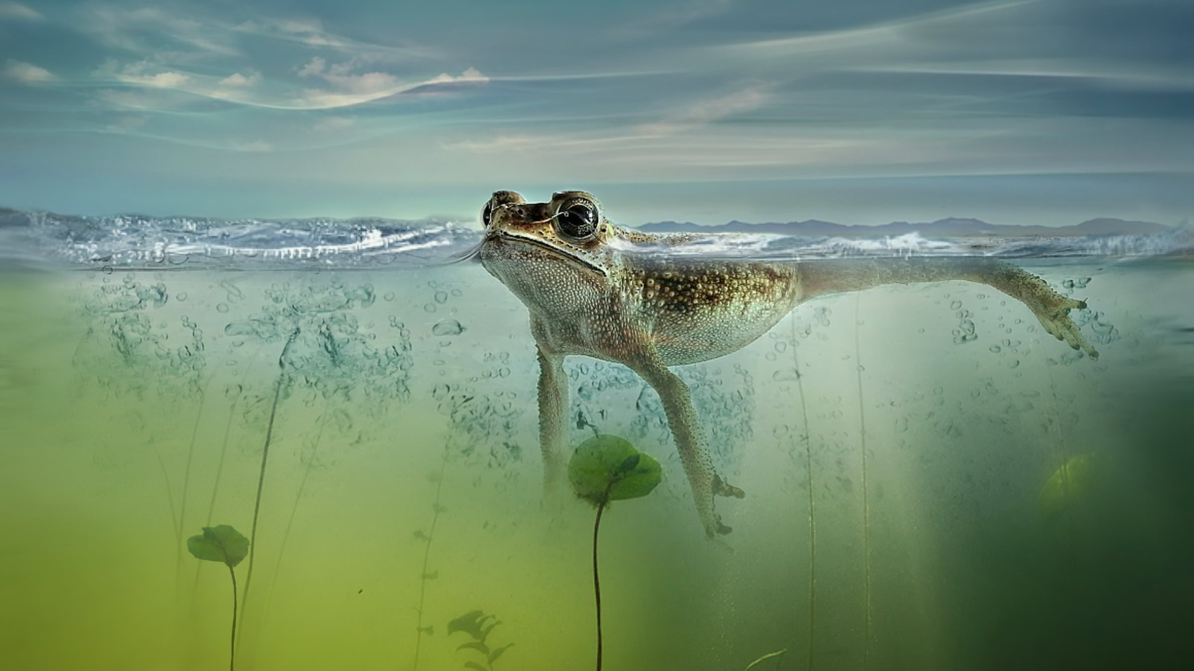 Лягушки прыгнули в воду. Животные под водой. Обитатели озера. Плавающие животные. Лягушка под водой.