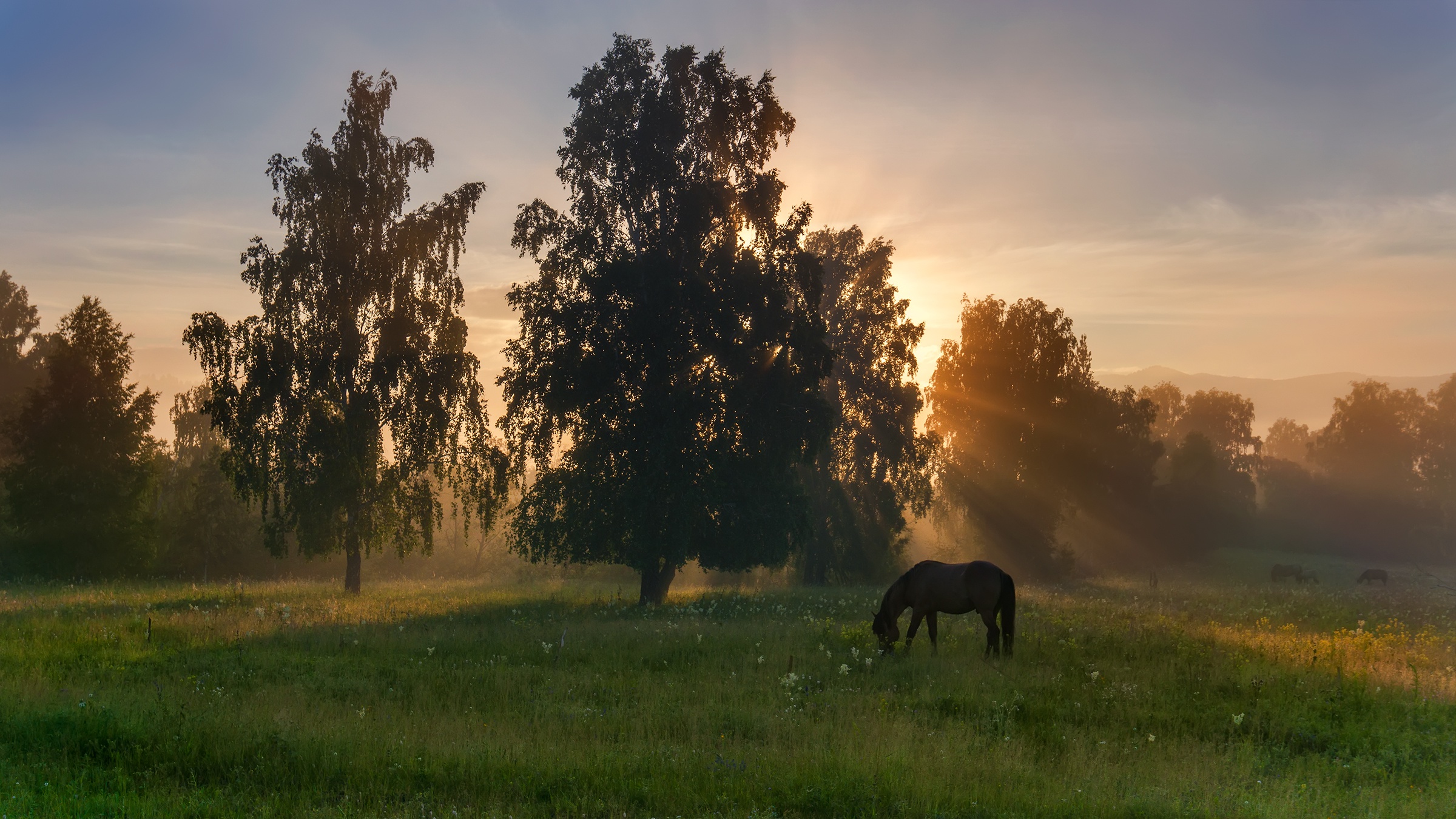 Виднеться по за лесом. Туманное утро в деревне. Летнее утро в деревне. Лошади в деревне. Лошади на природе.