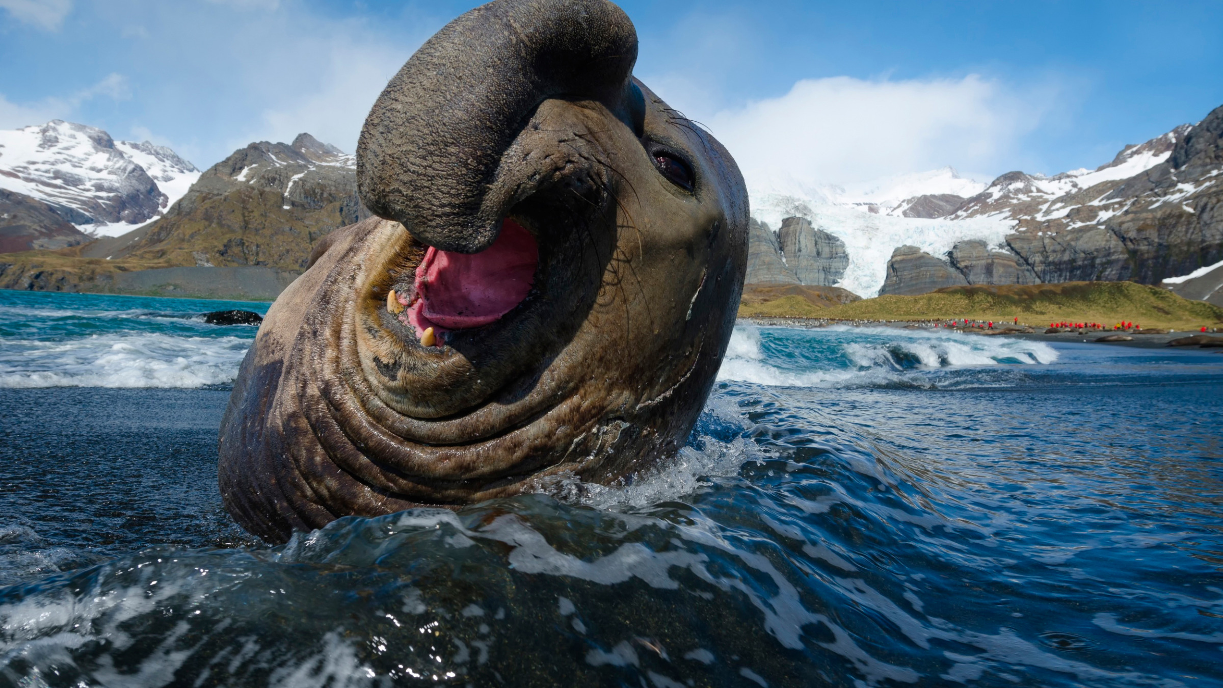 Elephant seal. Южный морской слон Mirounga Leonina. Тюлень Южный морской слон. Морской слон Антарктиды. Морские слоны в Антарктиде.