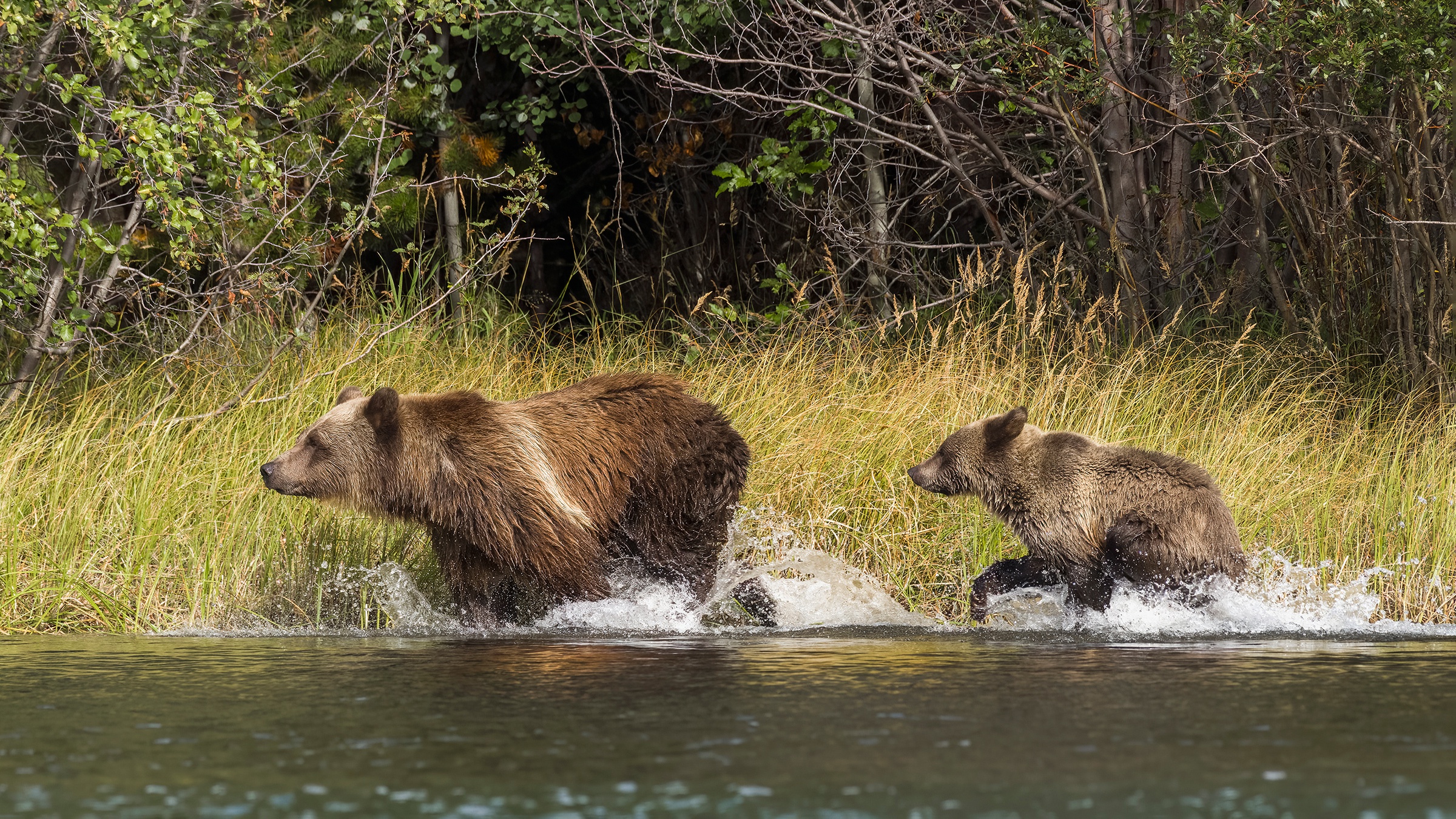 Медведи в подмосковье. Медведь купается. Бурый медведь купается. Медвежонок купается. Берег бурых медведей.