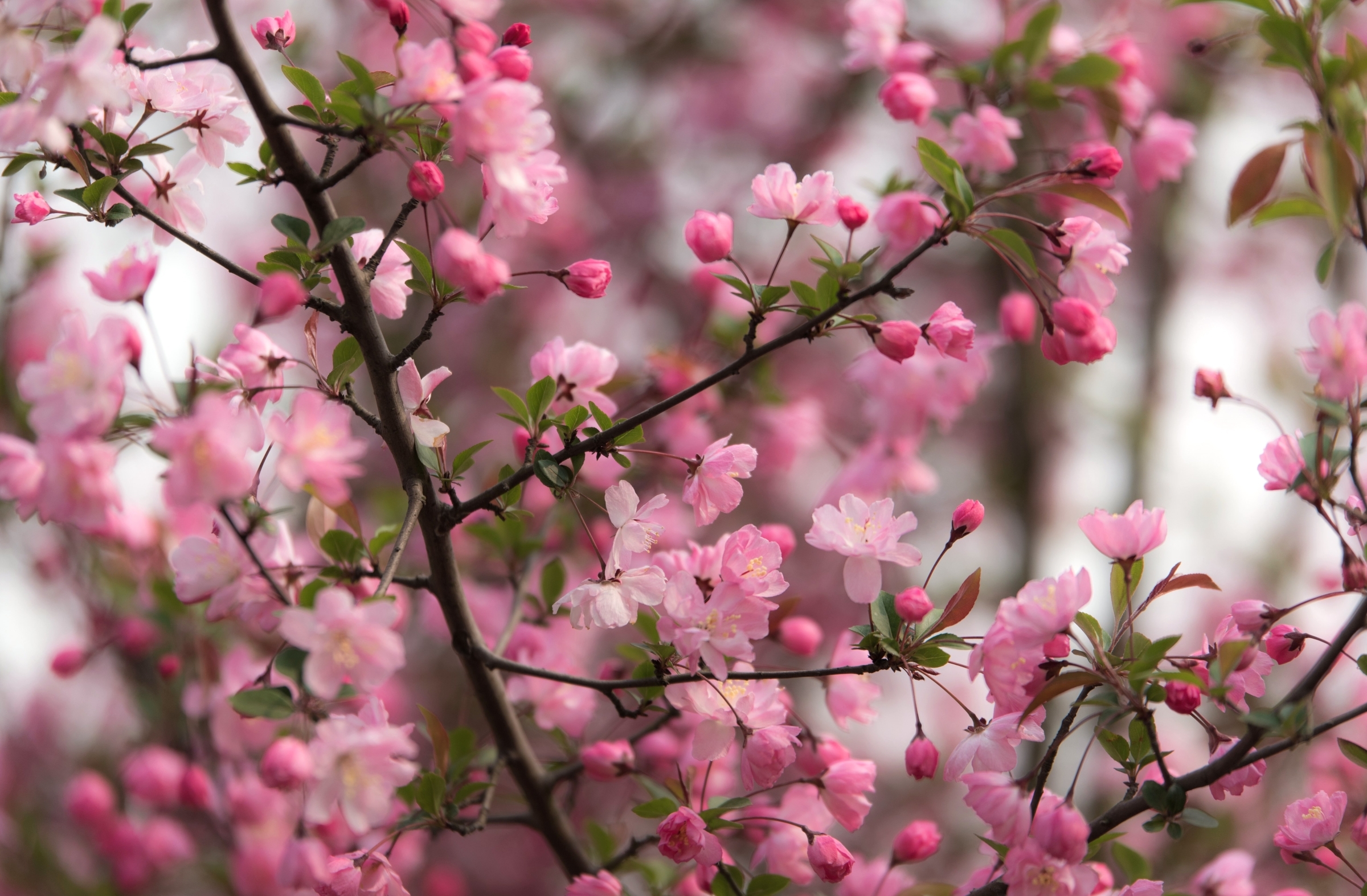 Цветет розовыми цветочками. Китайская яблоня и Сакура. Сакура цветение растения. Цветущая Сакура ,яблоня,вишня. Яблоня Пинк цветение.